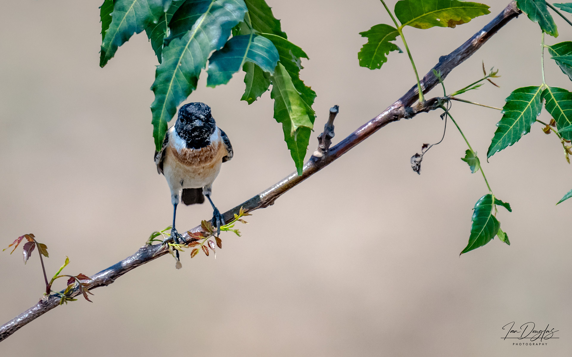 Stonechat