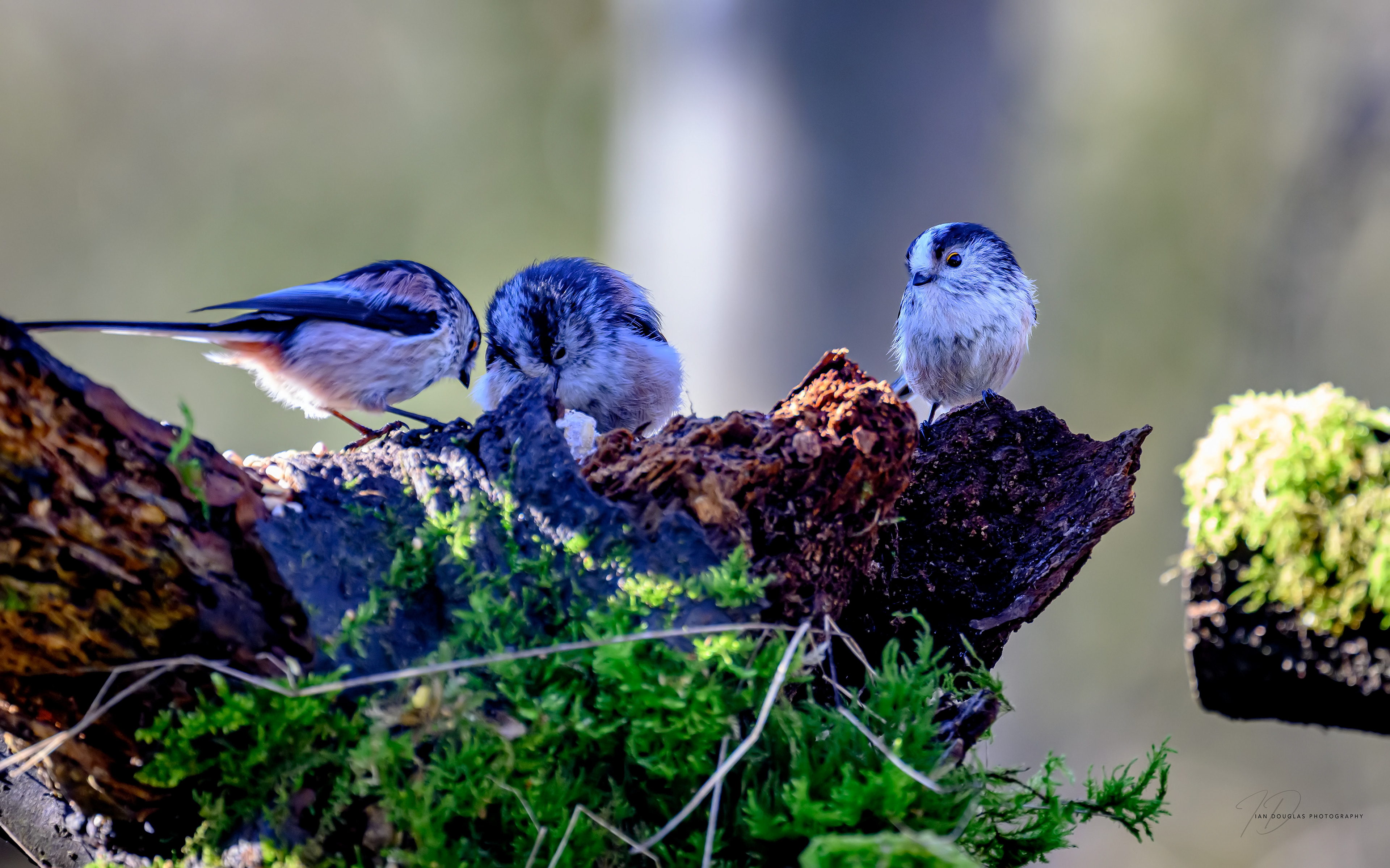 Long tailed tits