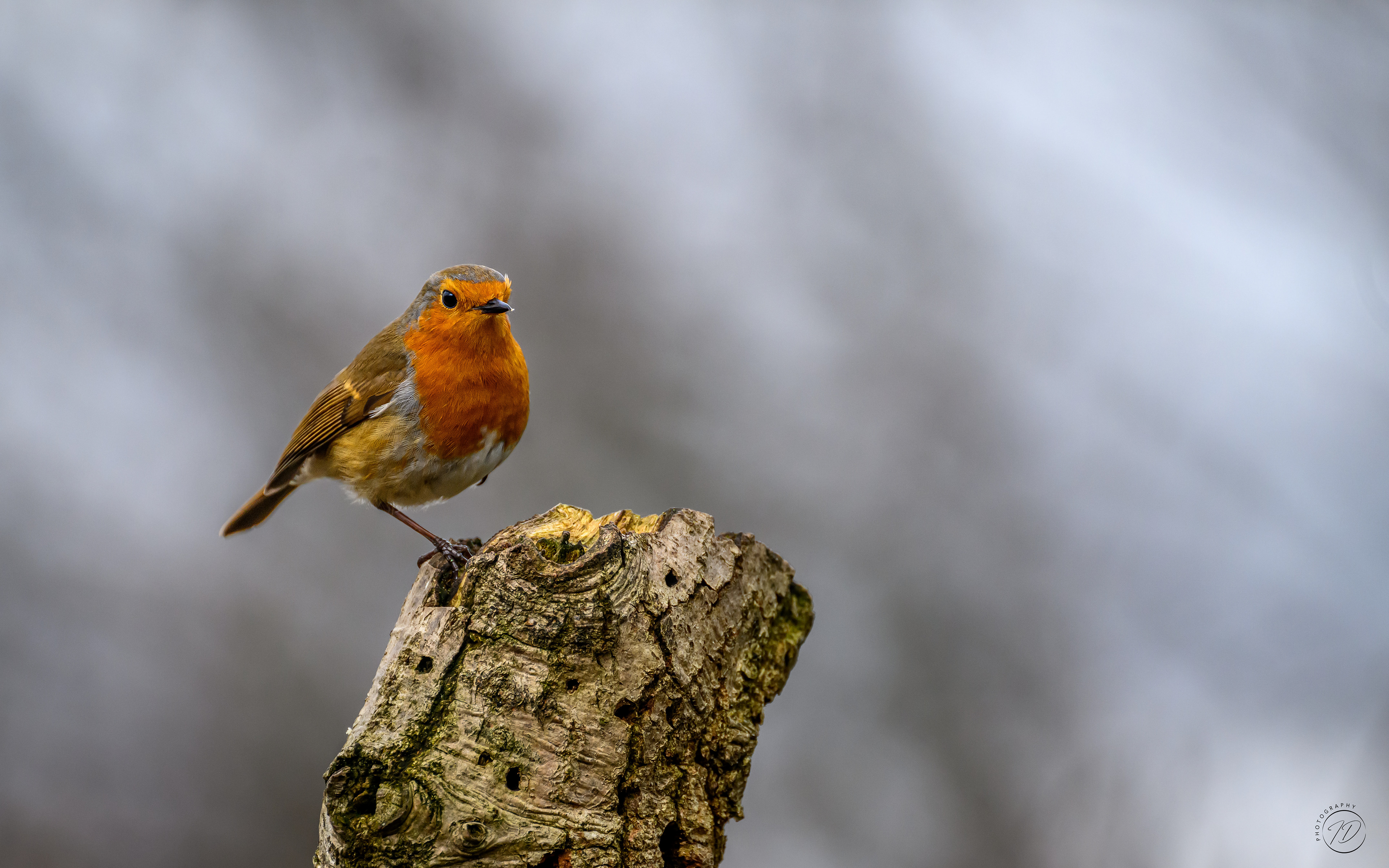 One legged robin