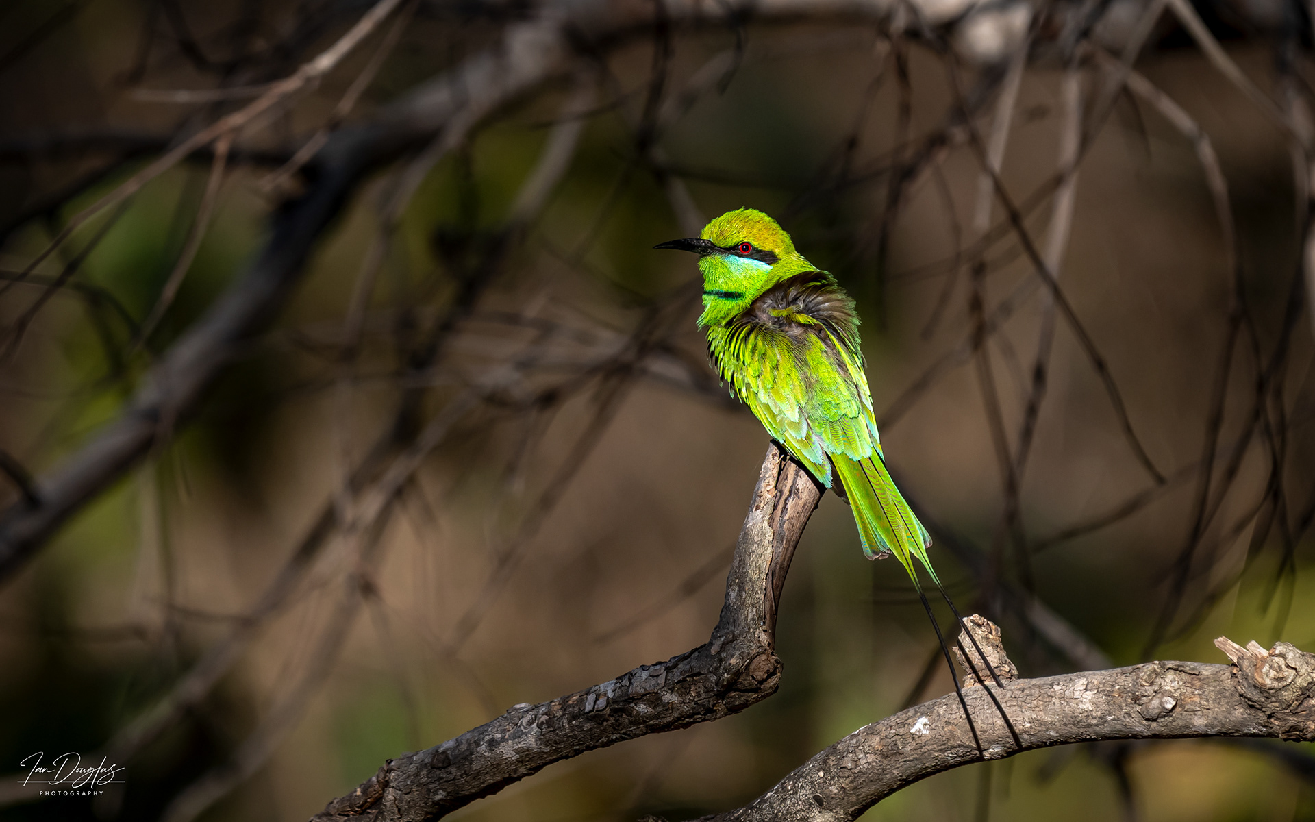 Asian green bee eater