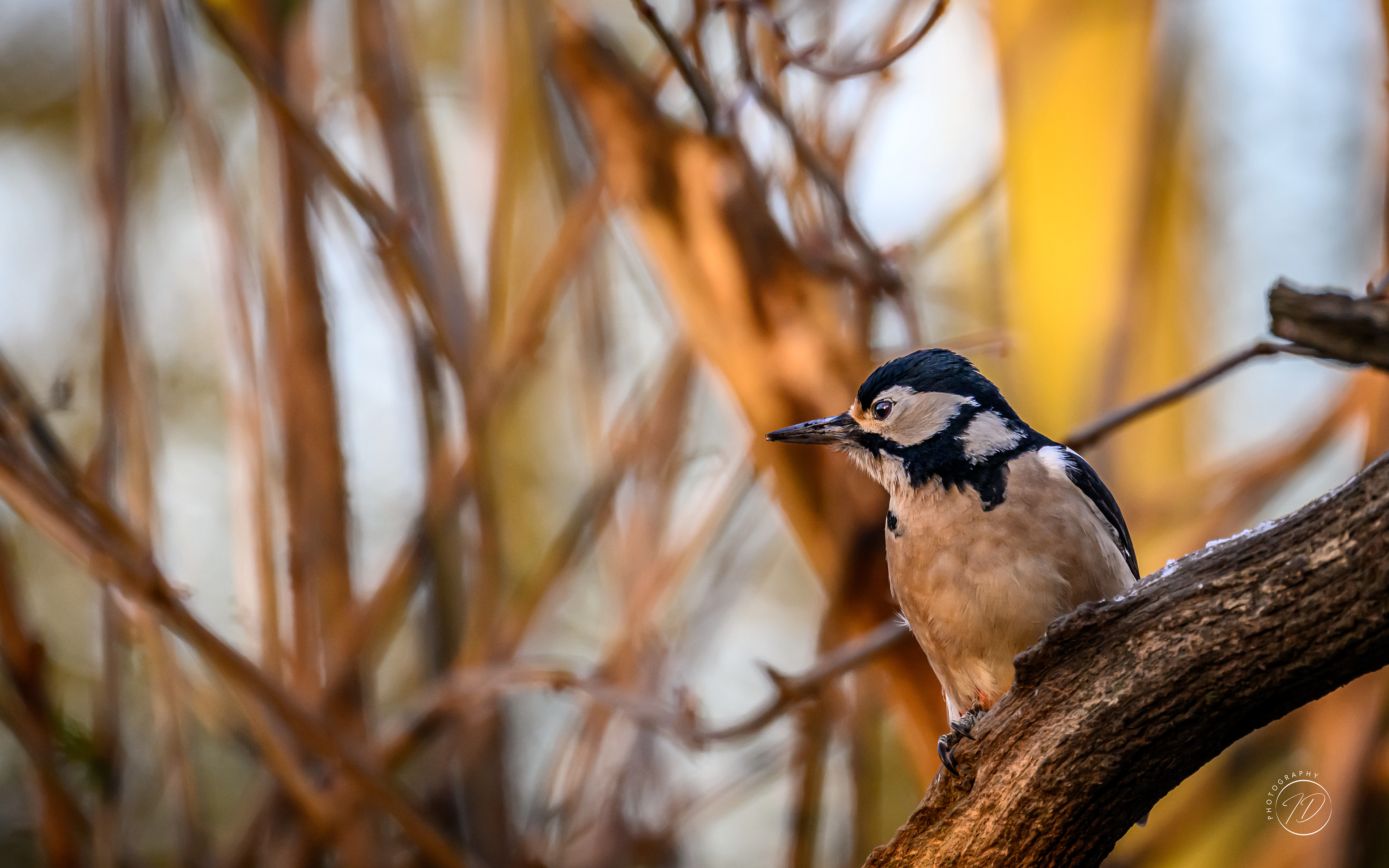 Great spotted woodpecker