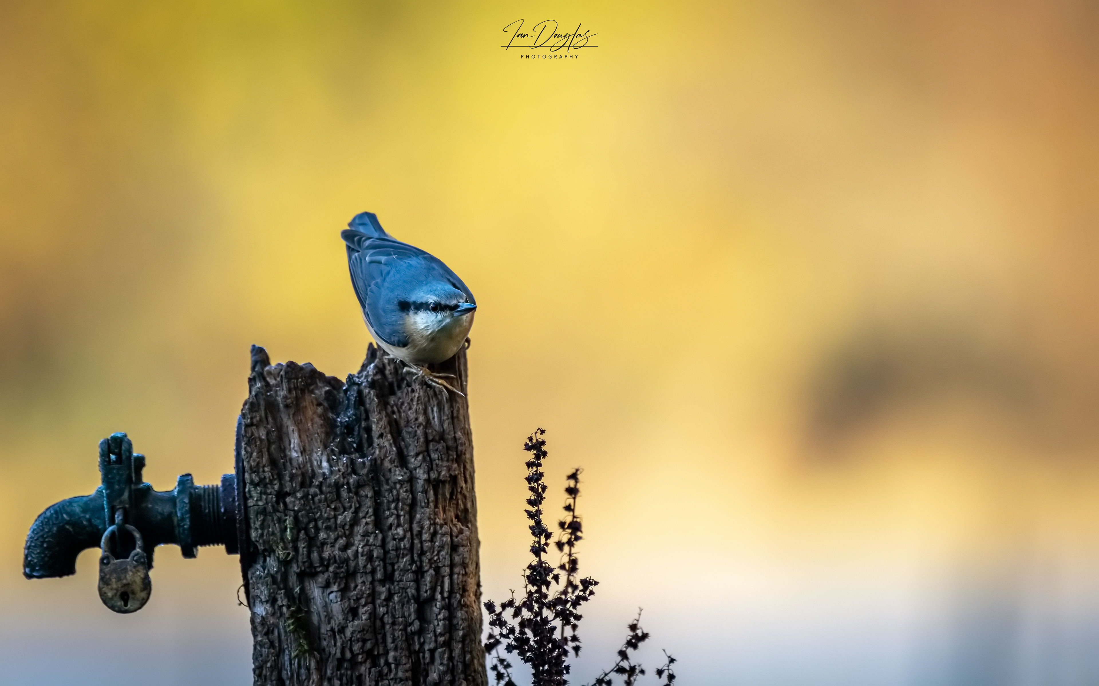 Nuthatch