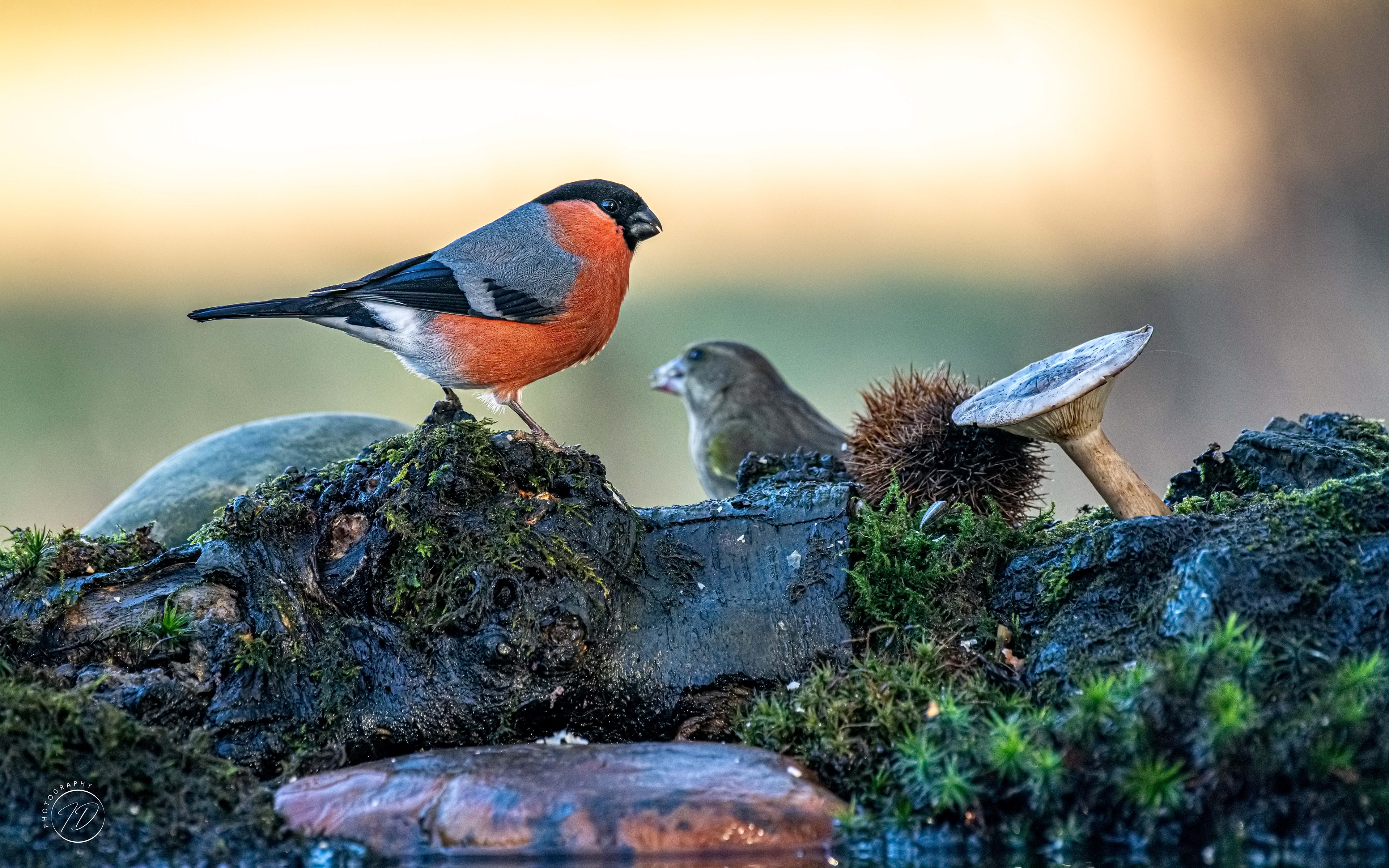 Bullfinch