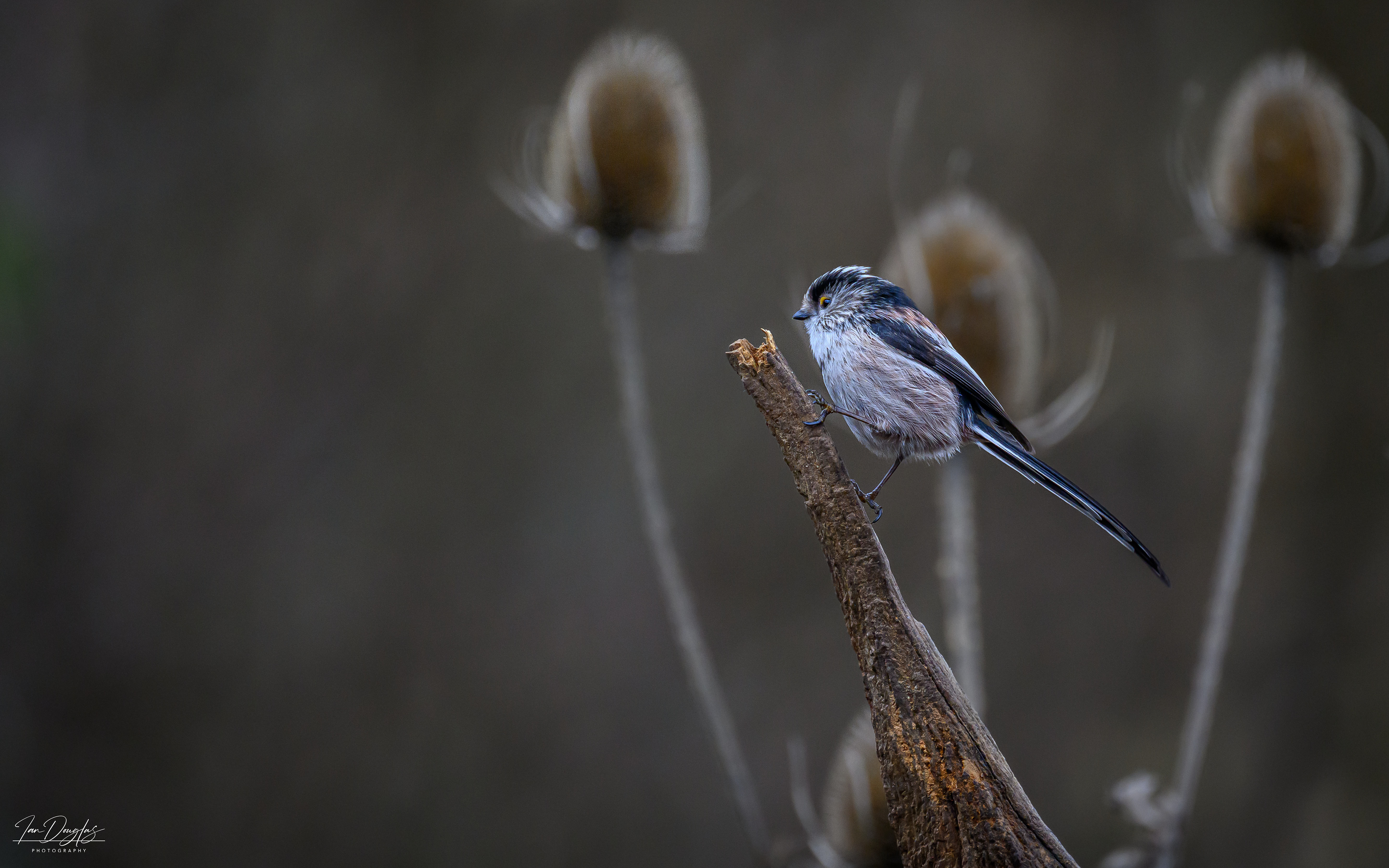 Long tailed tit