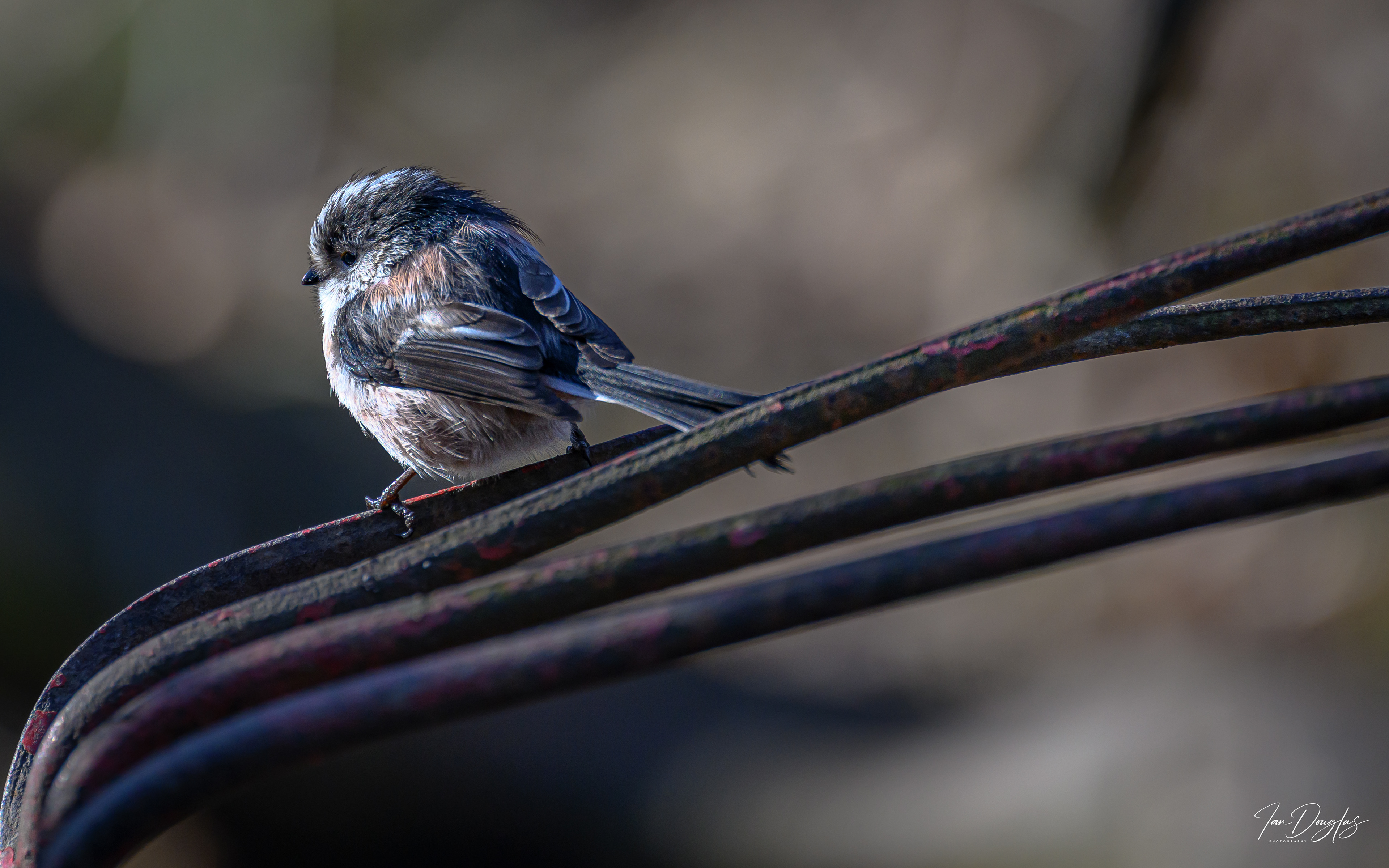 Long tailed tit