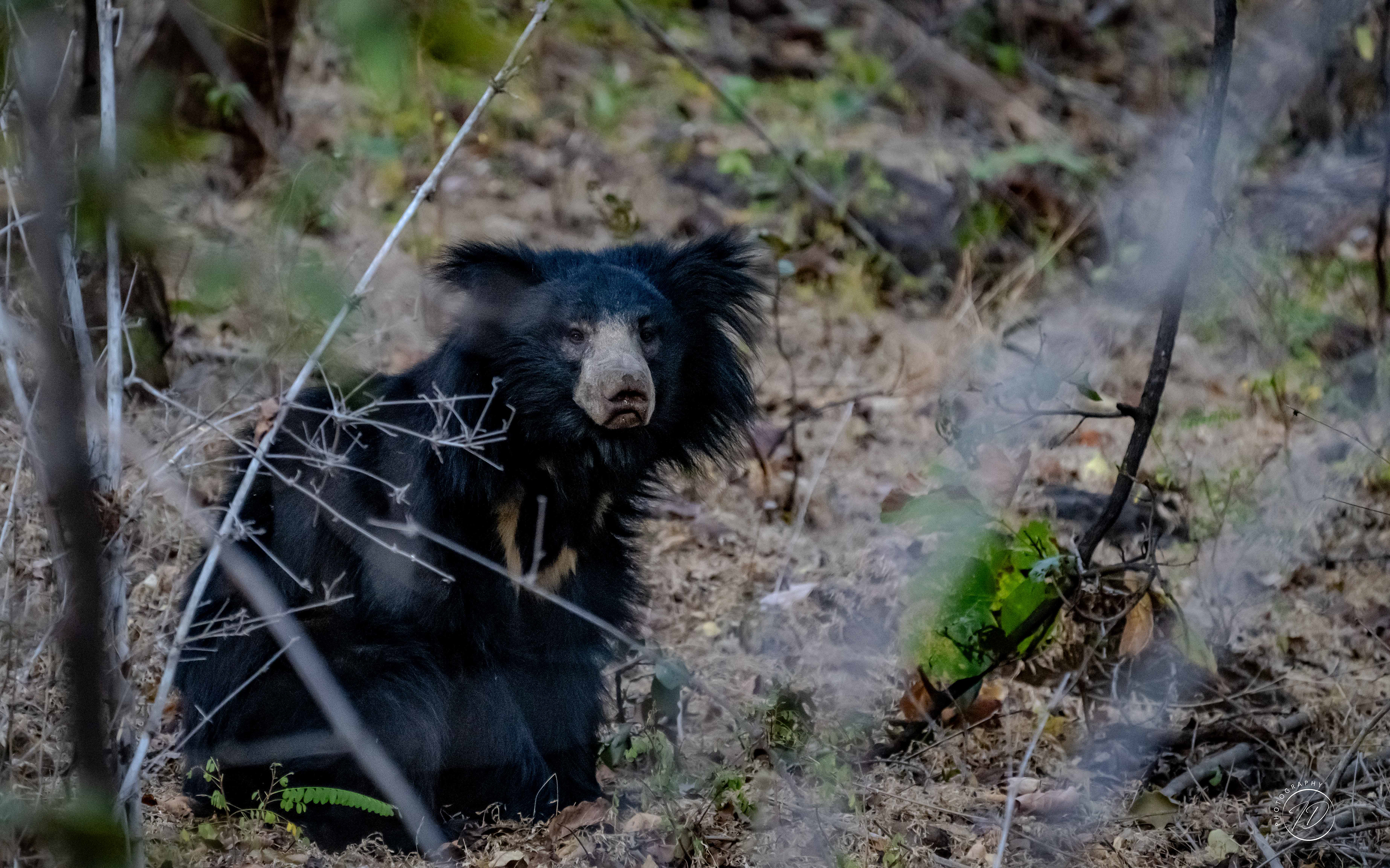Sloth bear