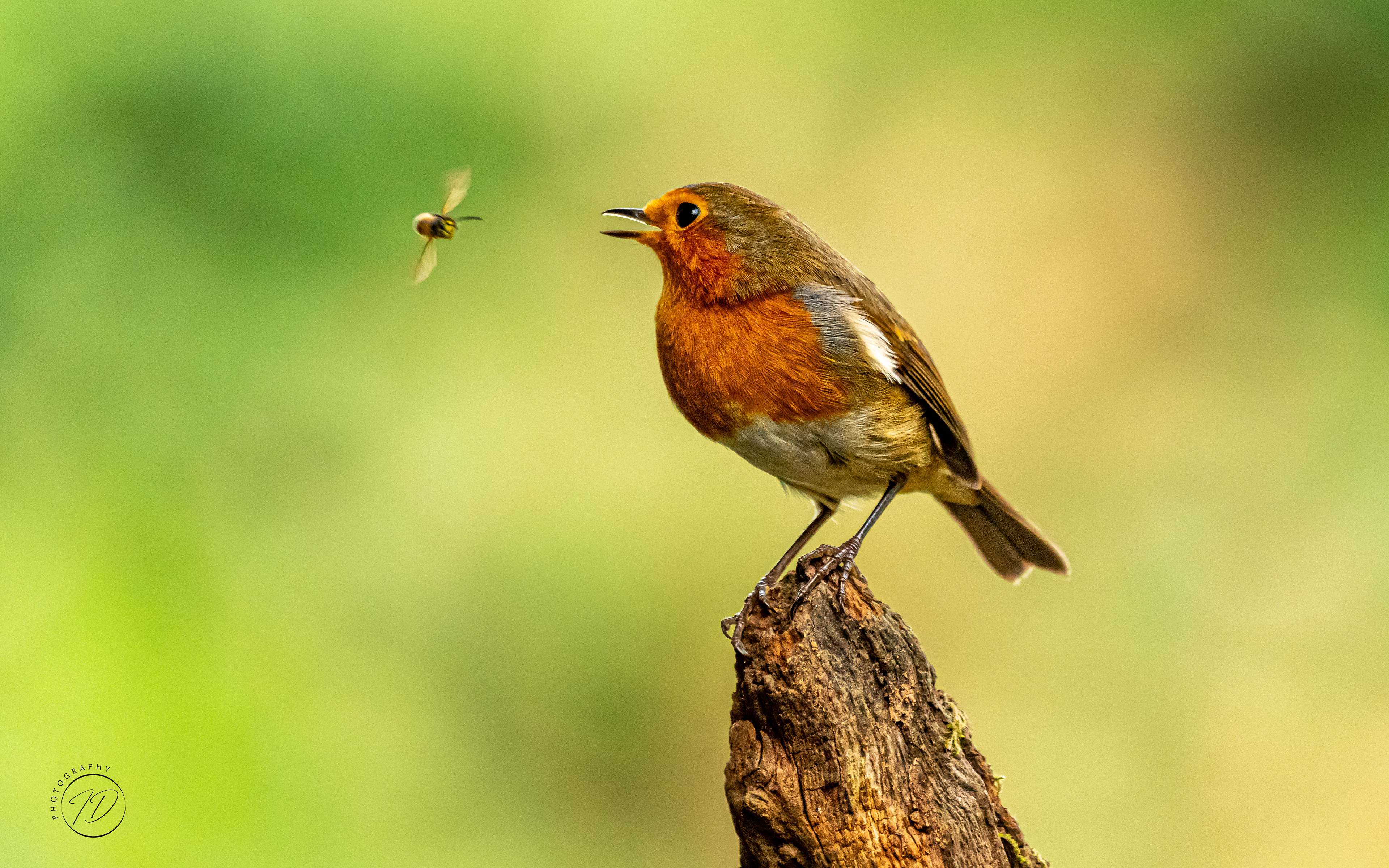 Robin