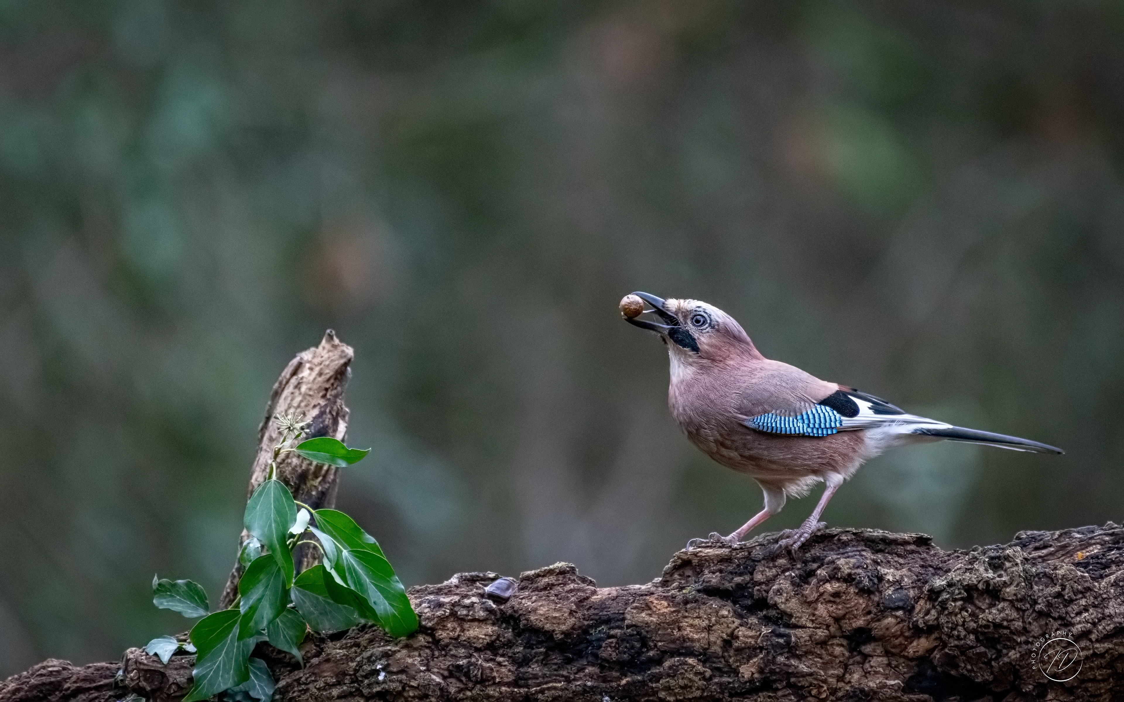 Jay