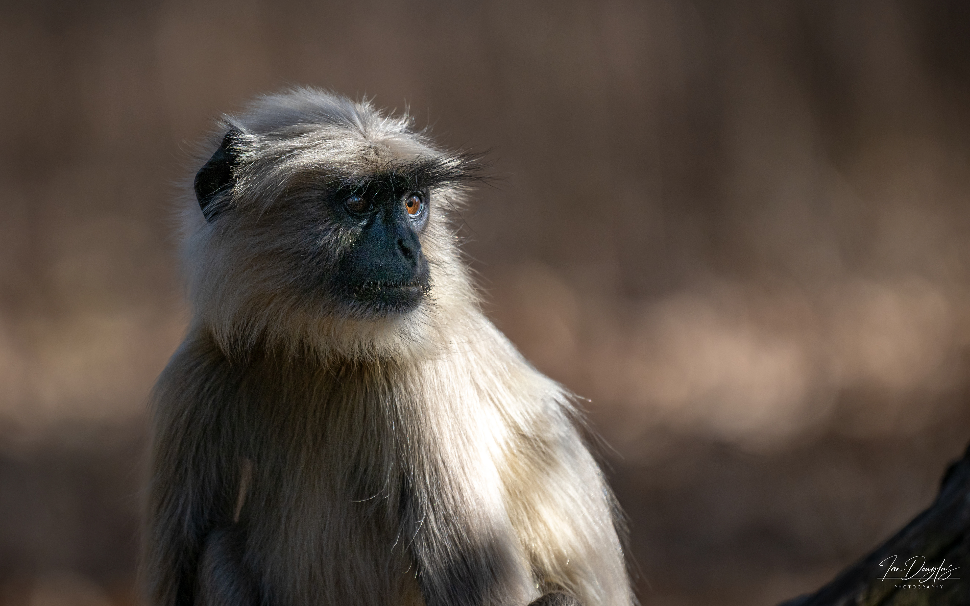 Langur