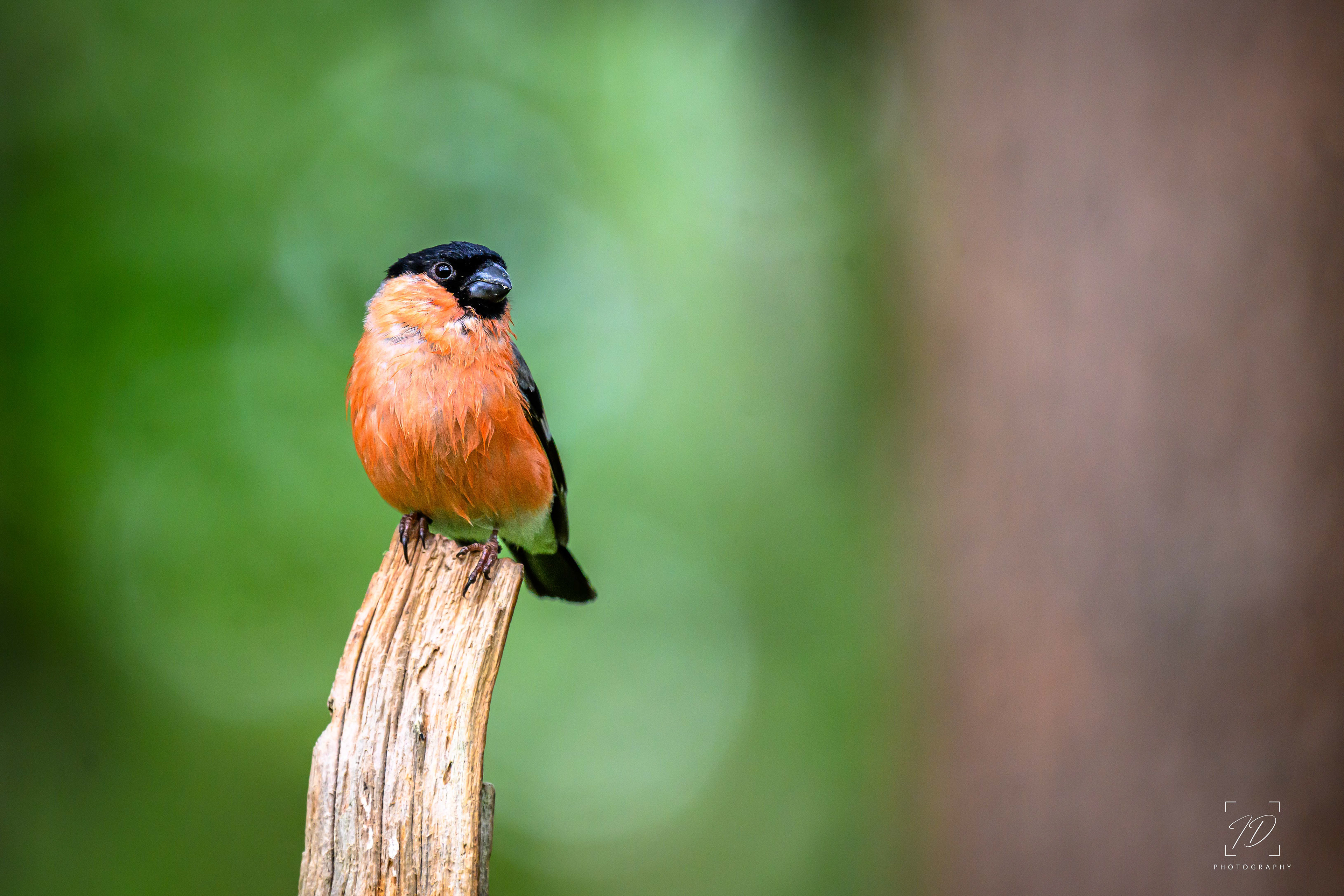Bullfinch