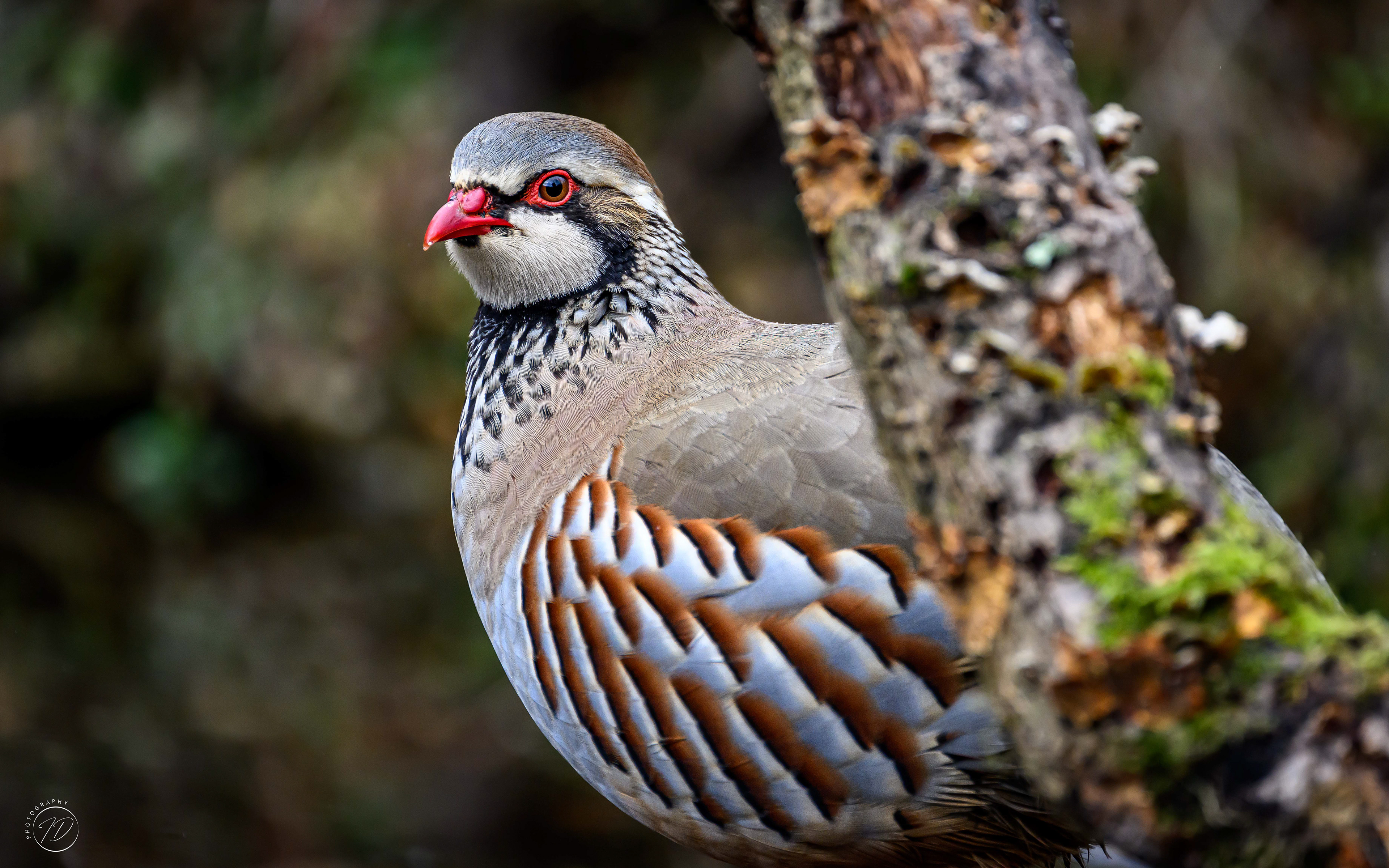 Red leggedPartridge