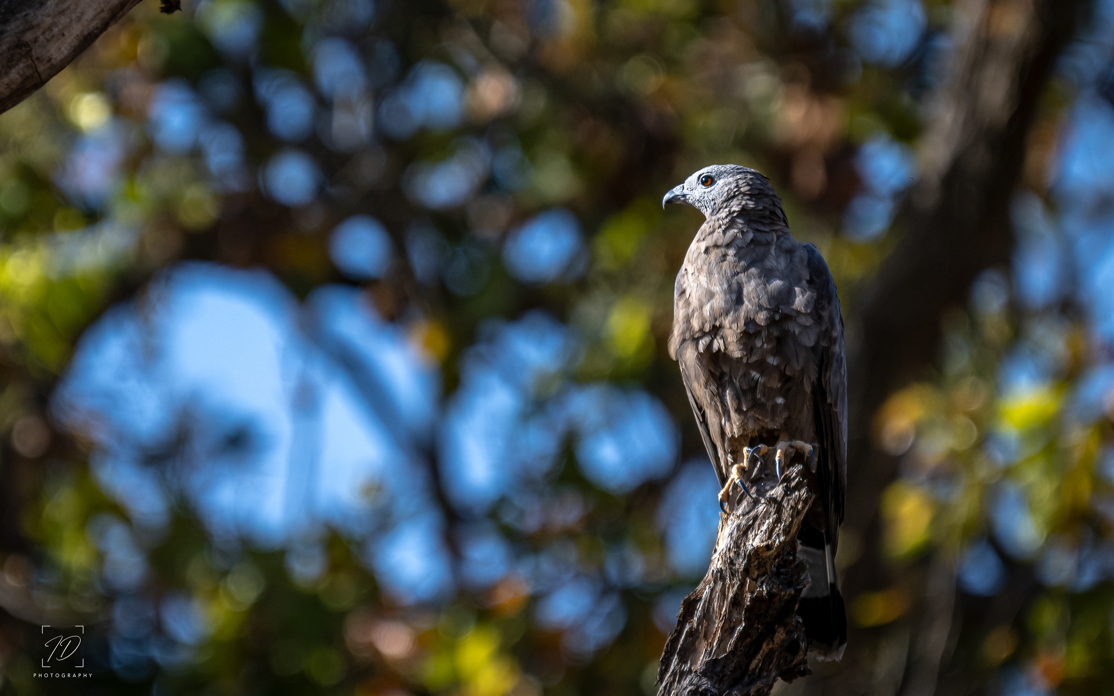 Crested serpent eagle