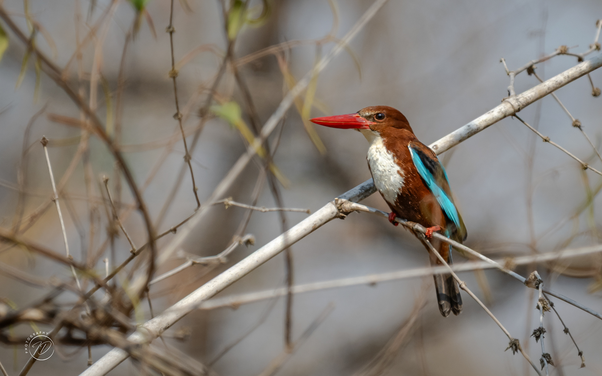 White throated kingfisher