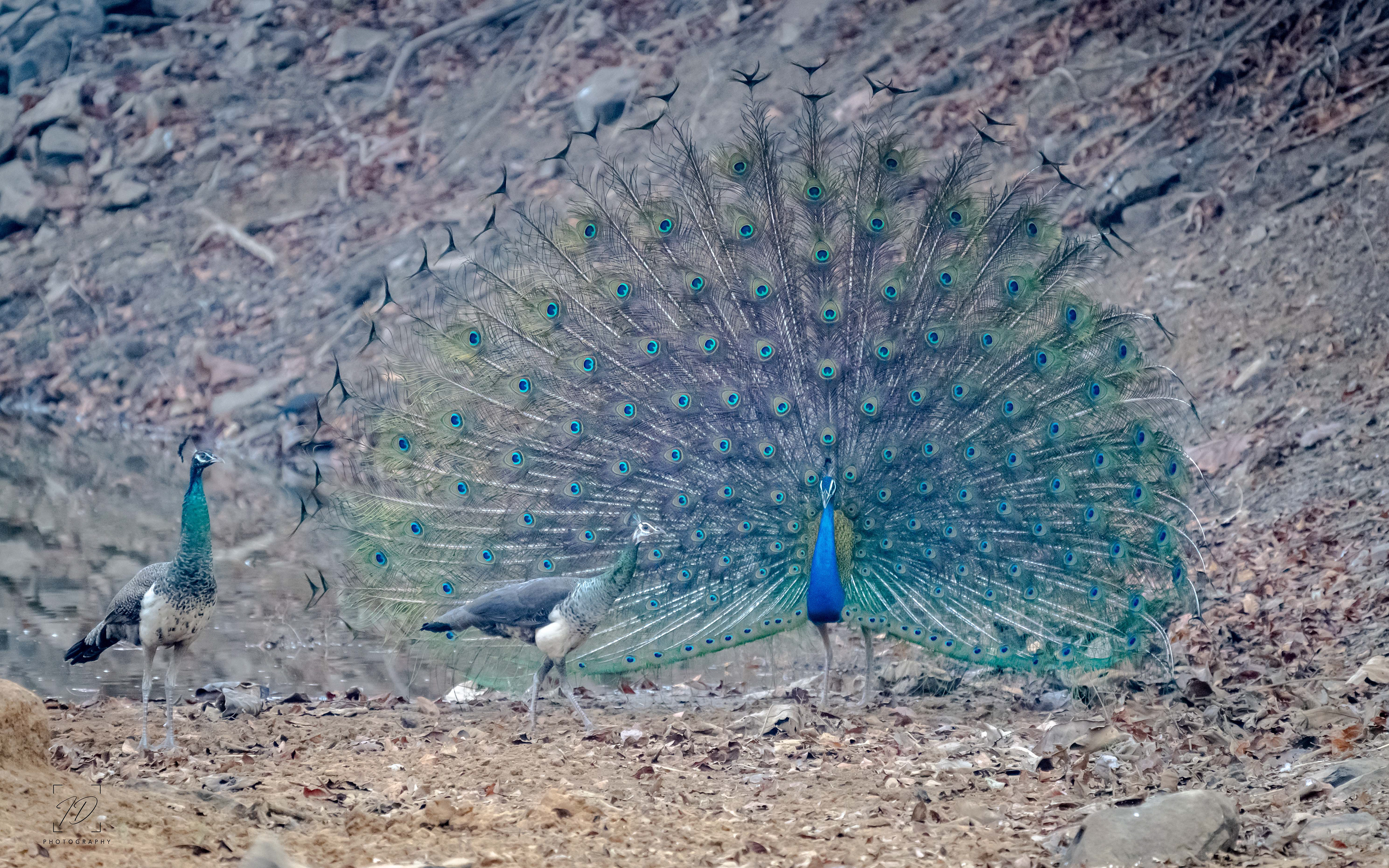 Peacock