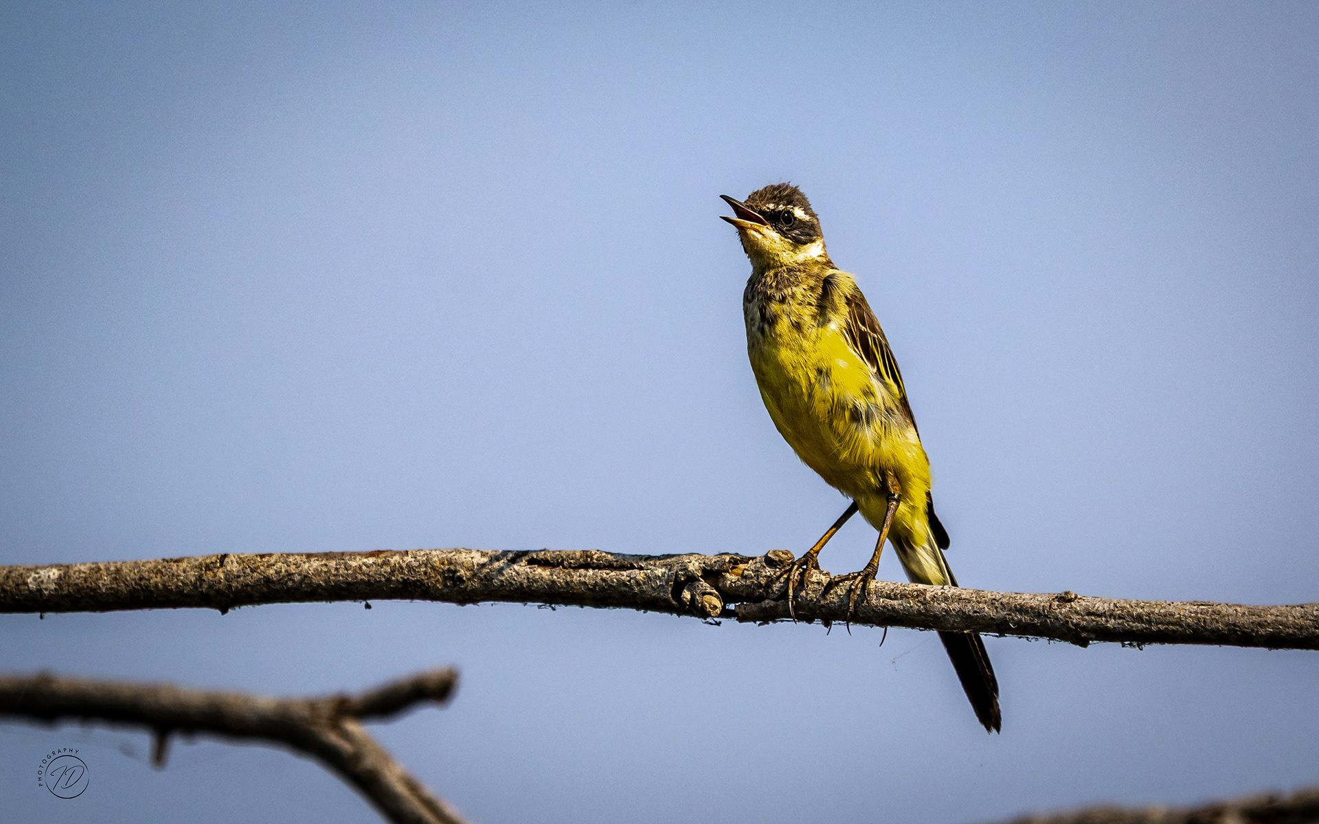 Citrine wagtail