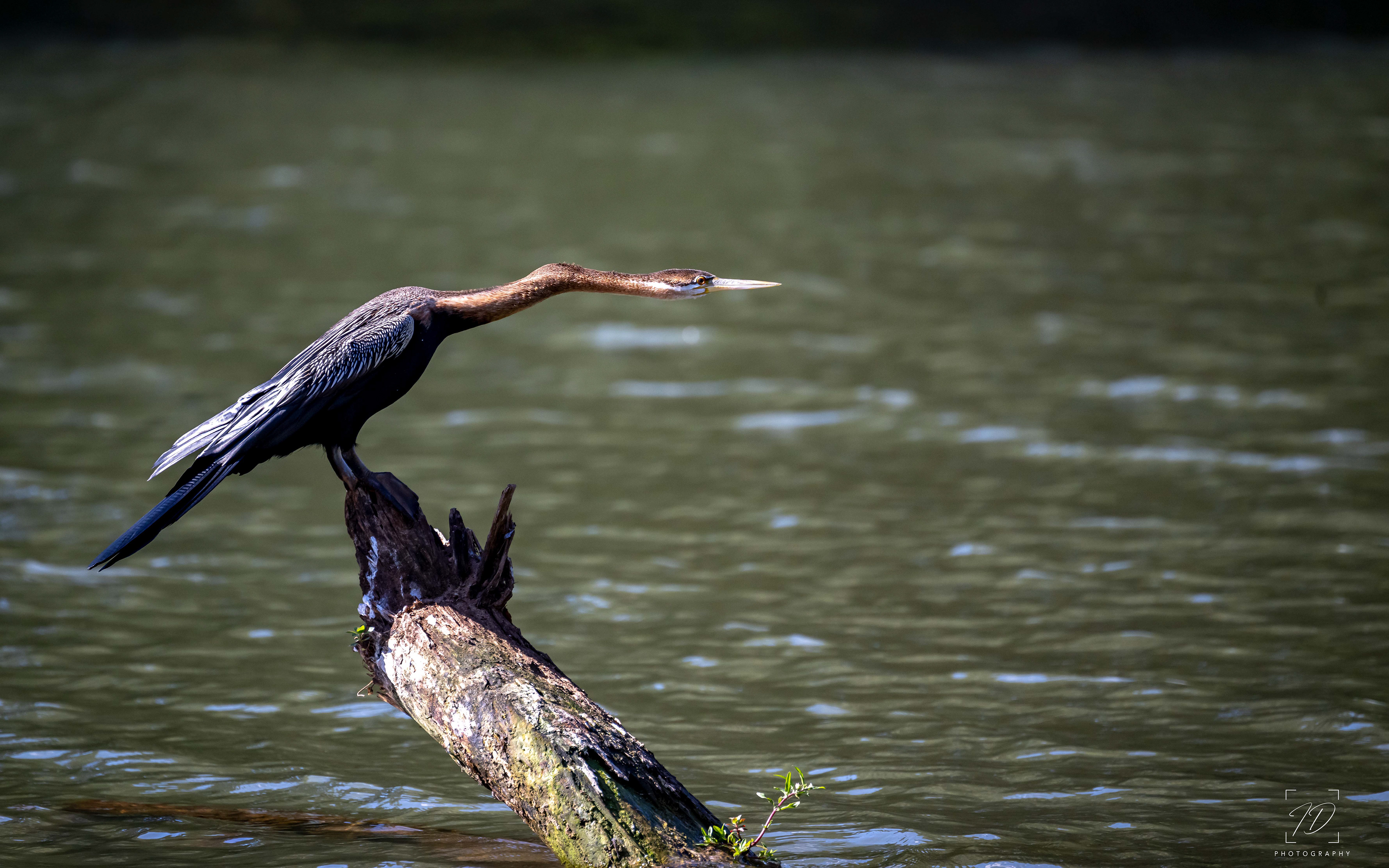 Darter
