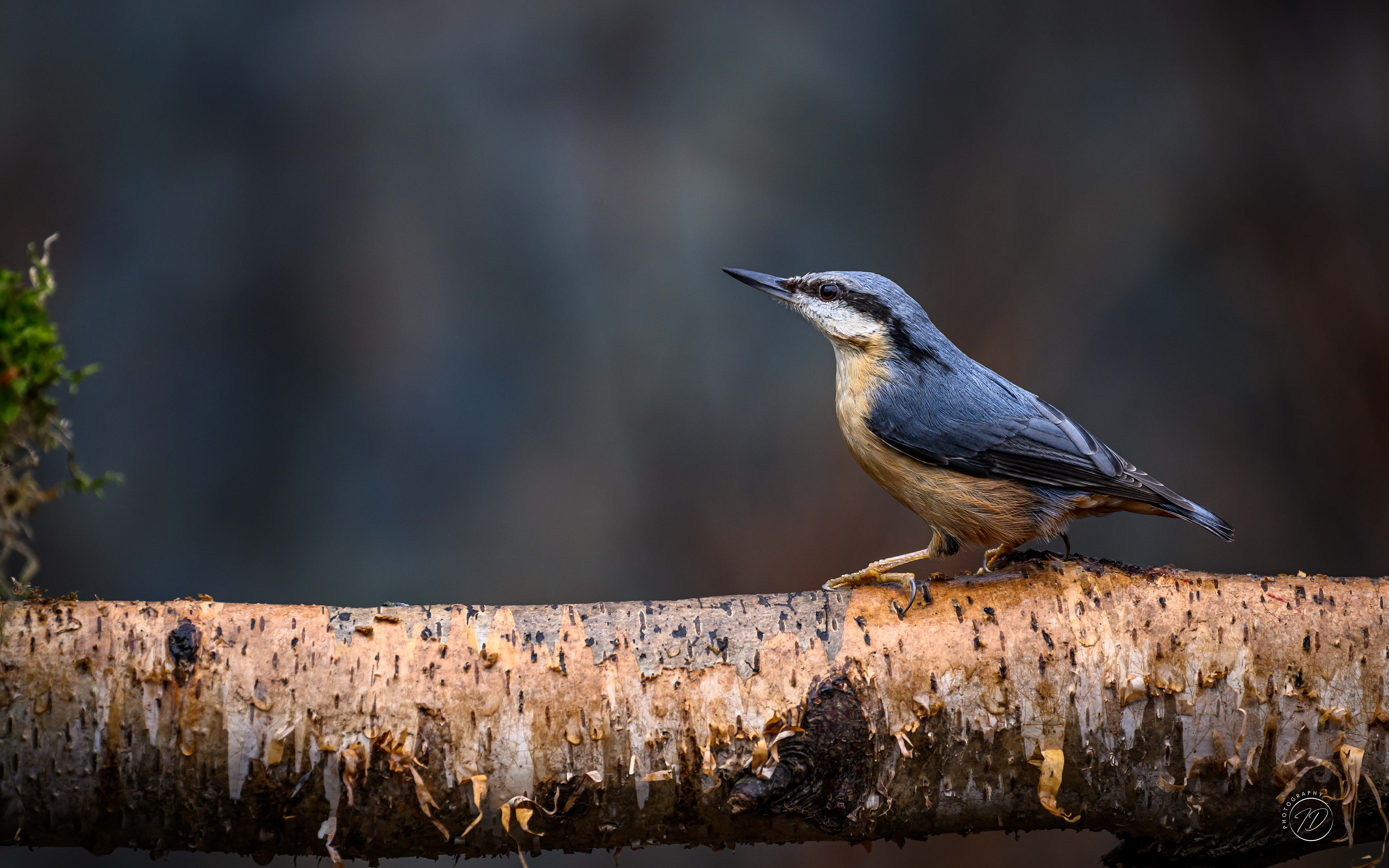 Nuthatch