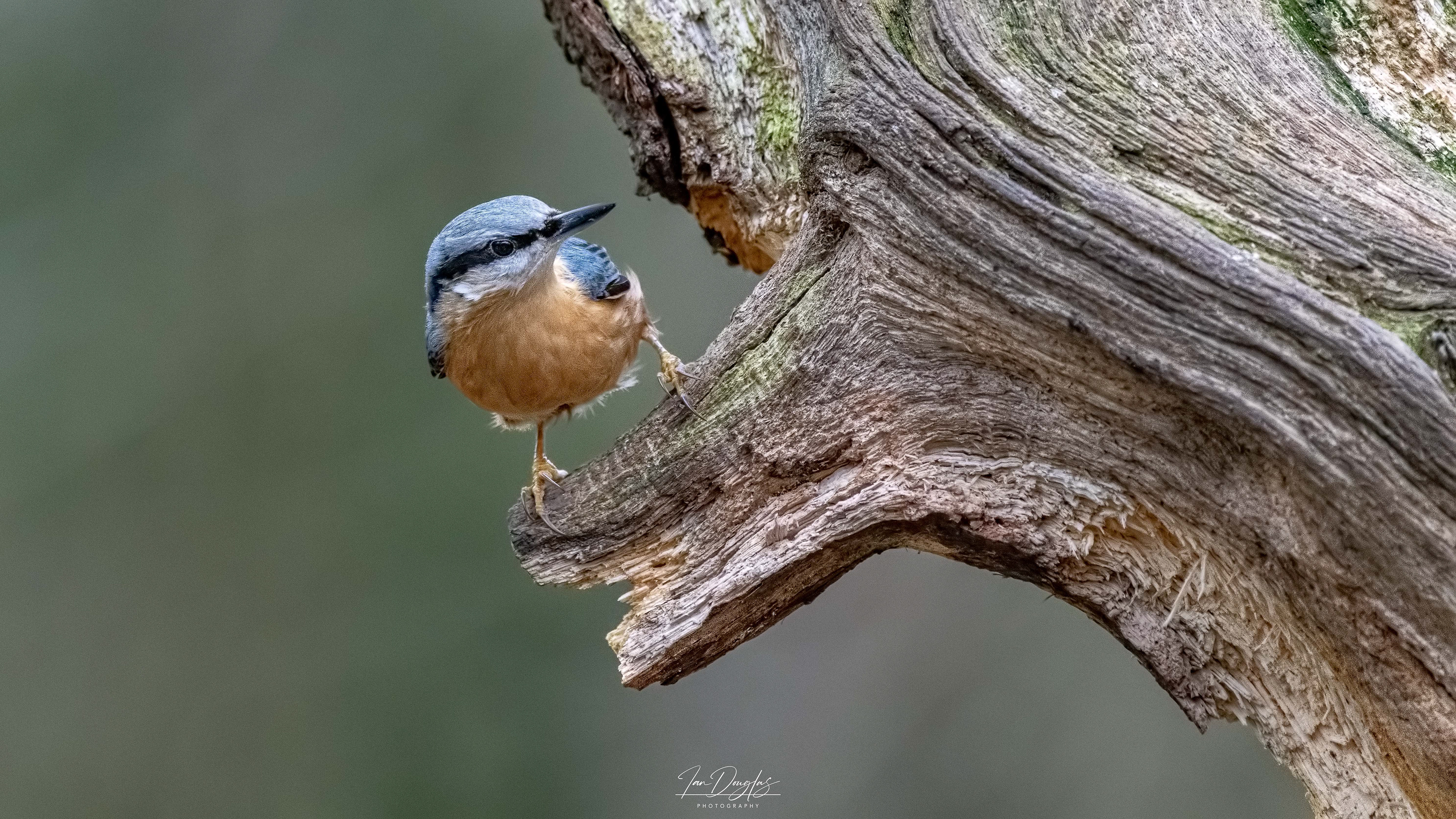 Nuthatch