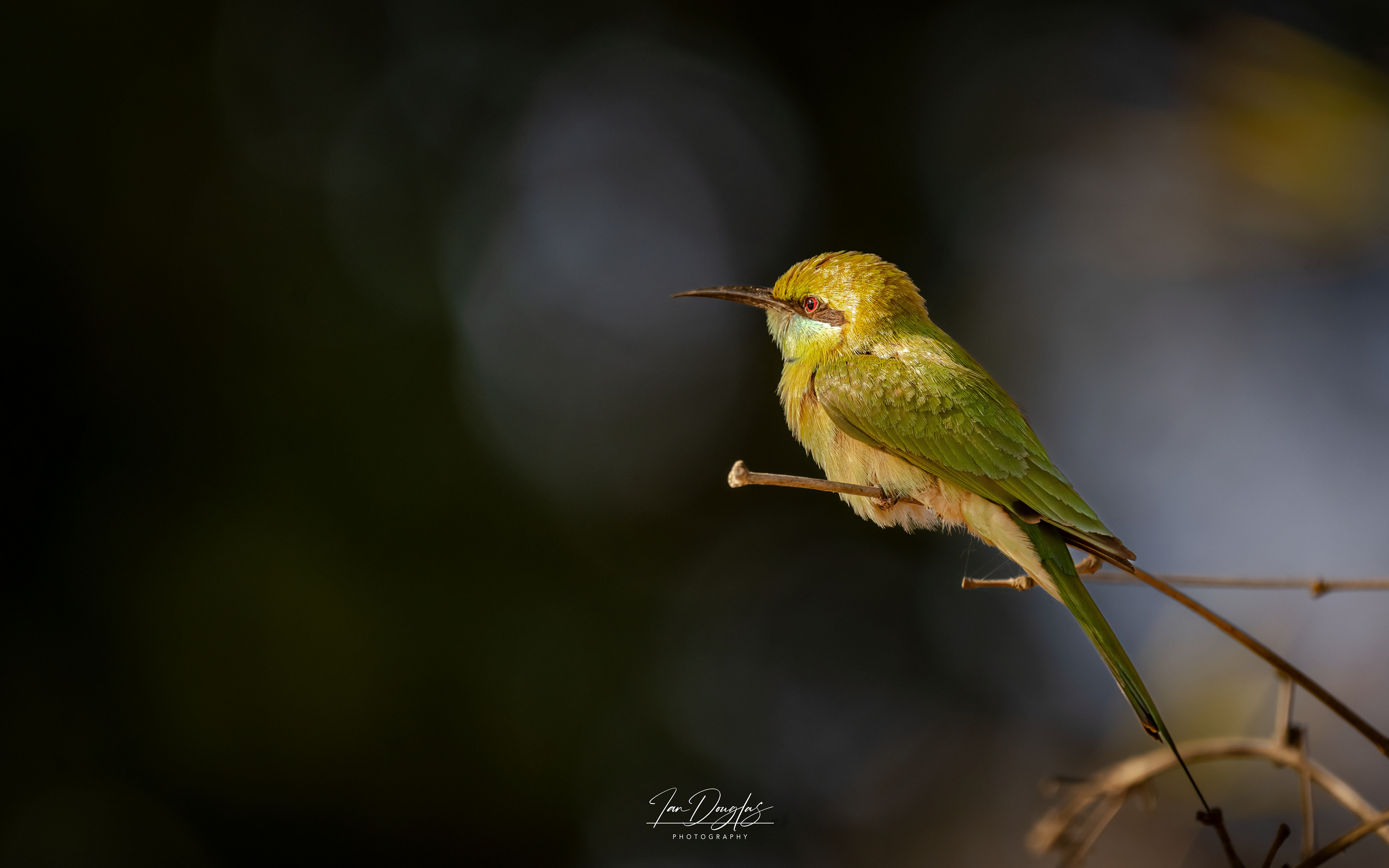Asian green bee eater
