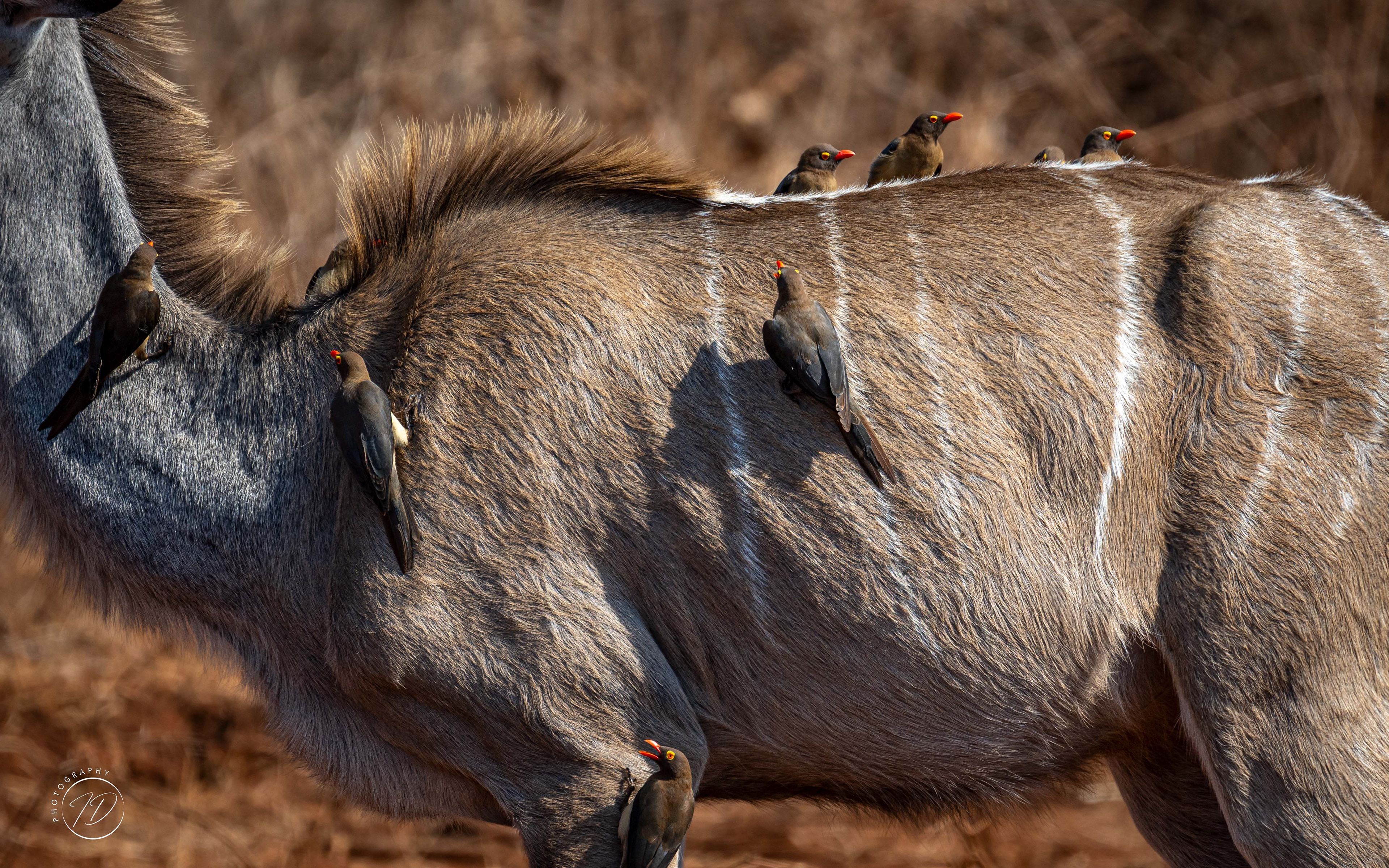 Oxpeckers