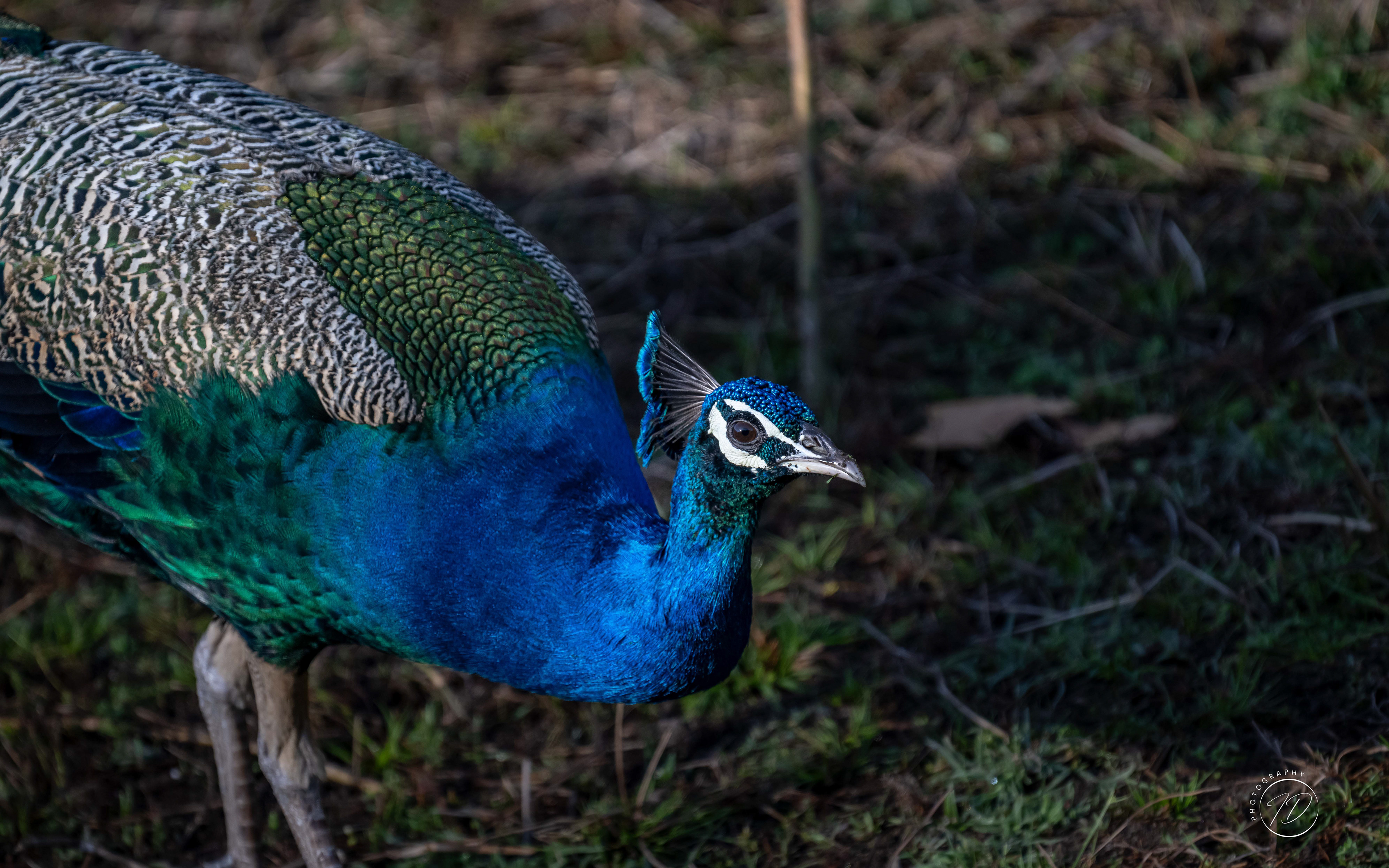 Peacock