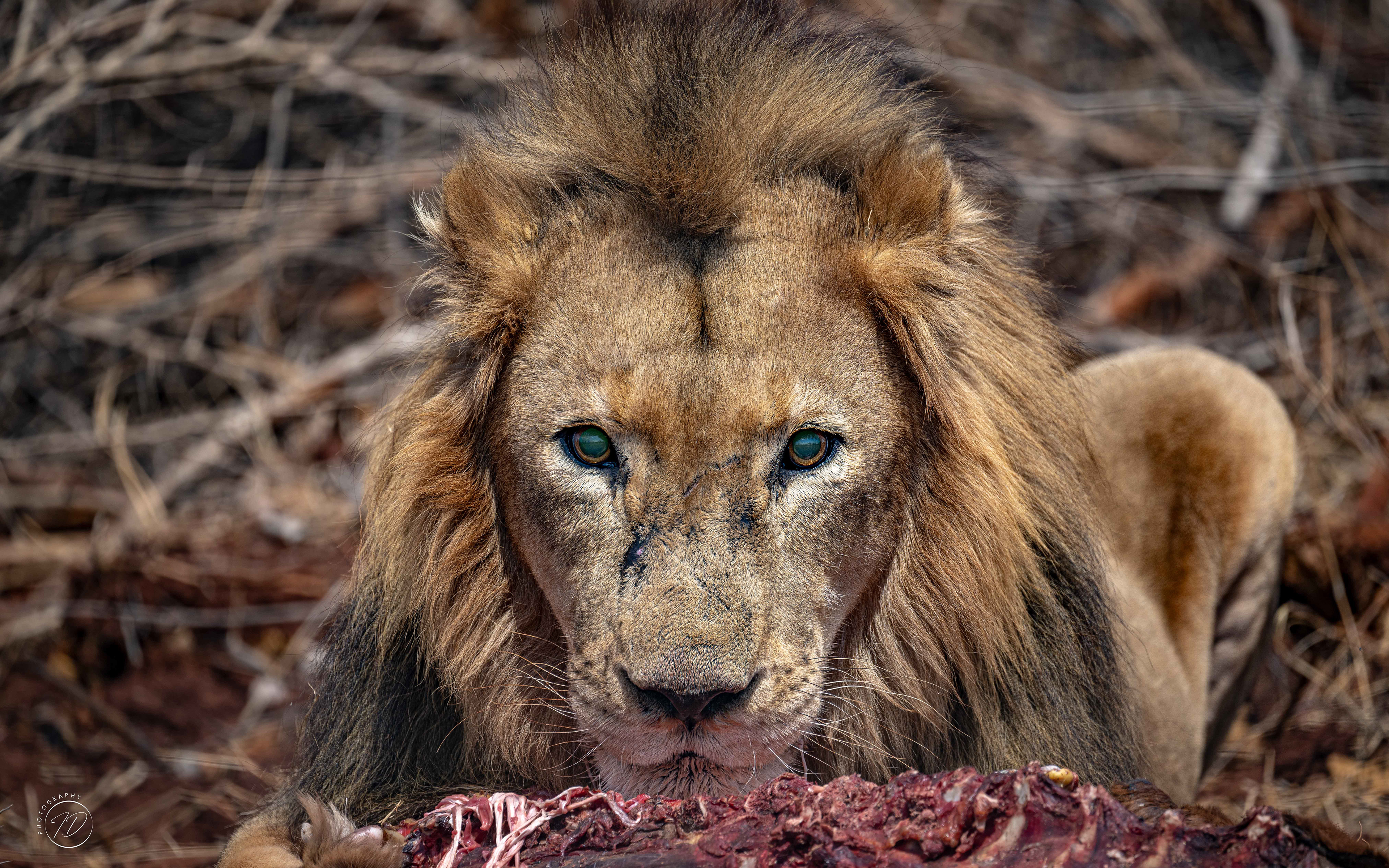 Its the 'I'd rather be eating you' look!