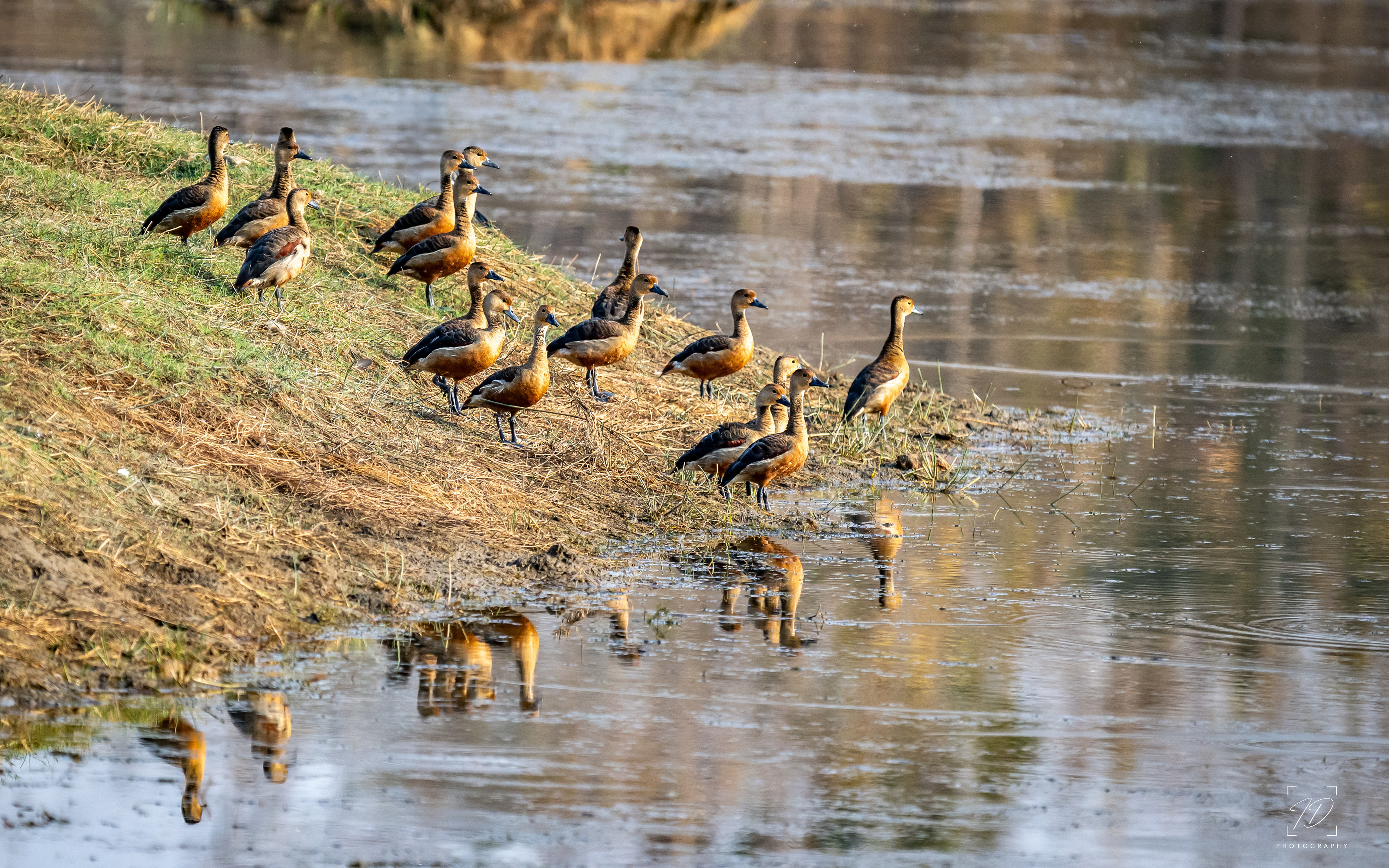 Lesser whistling ducks