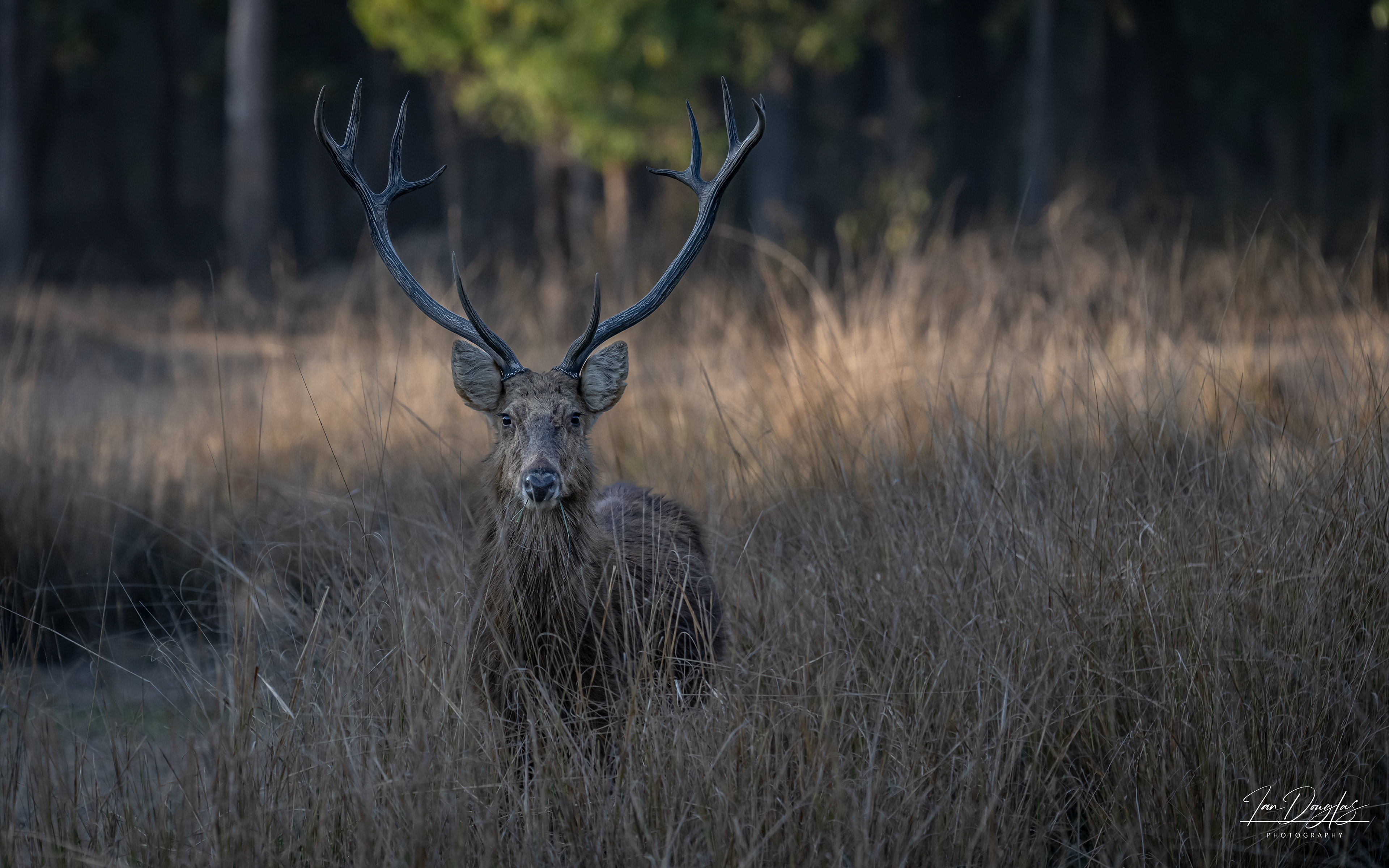 Barasingha
