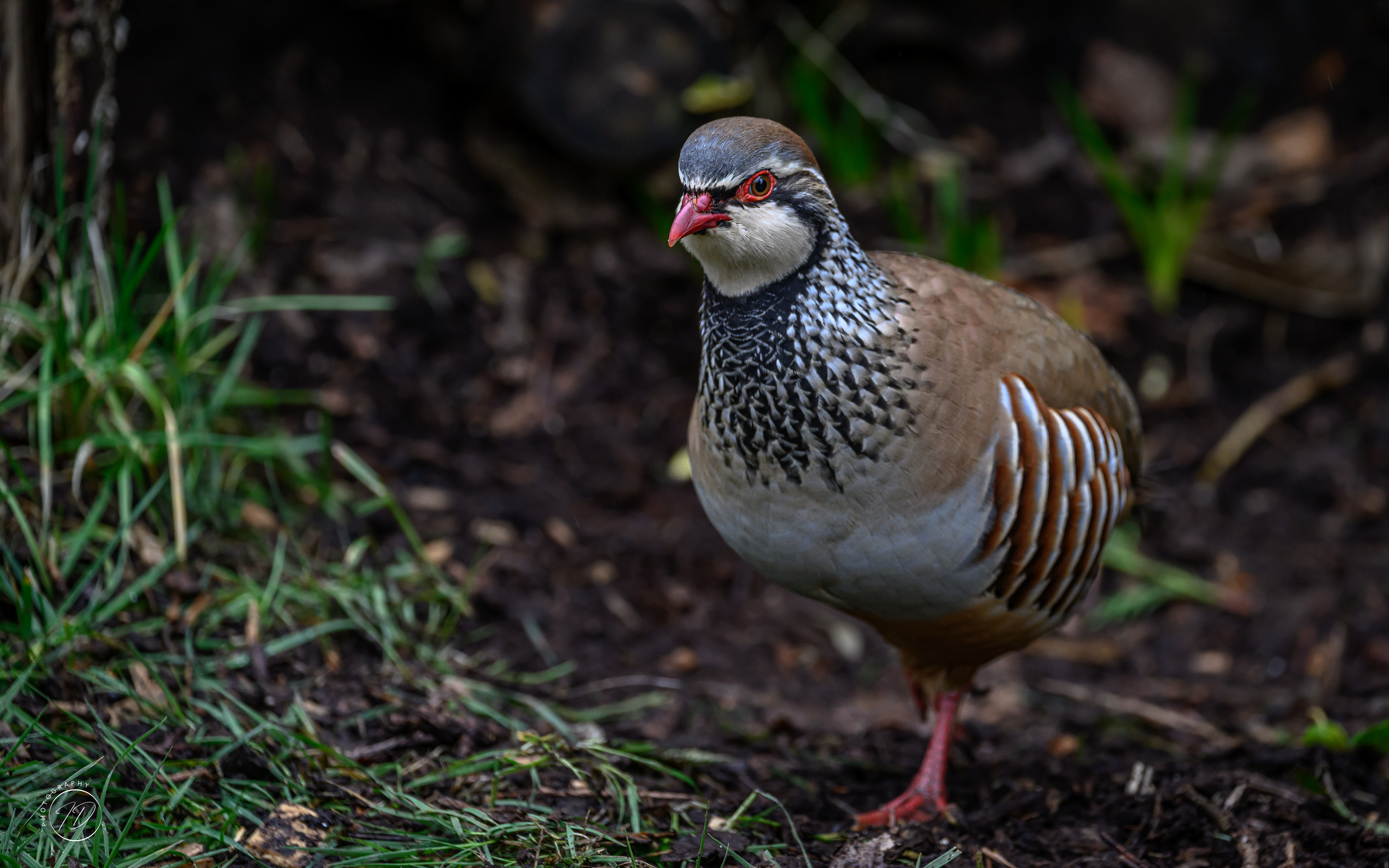 Red legged Partridge