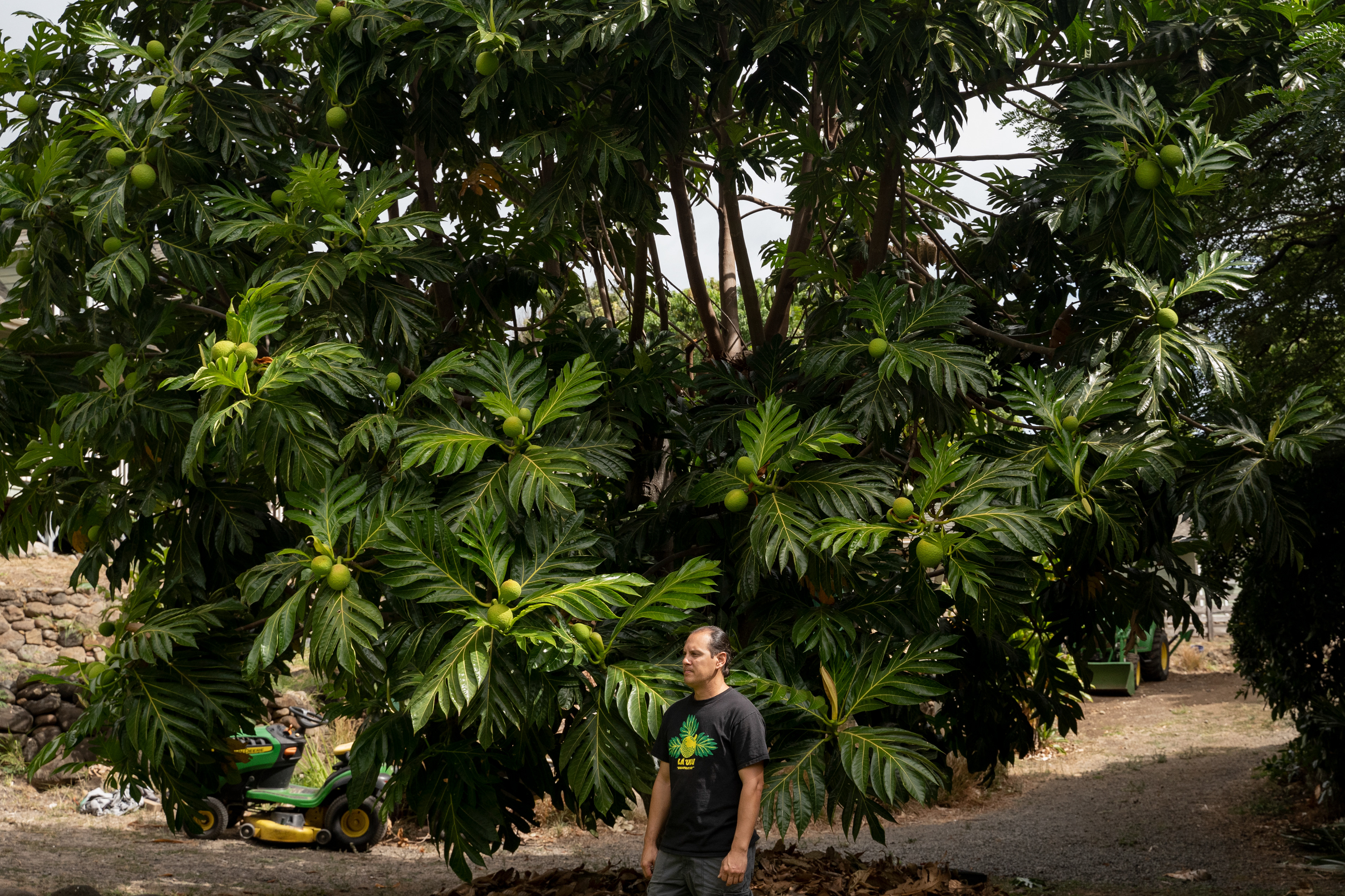 Hokuao Pelligrino poses for portrait in front of his first breadfruit at Noho'ana Farm on Tuesday, Oct. 10, 2023, in Wailuku, Hawaii. (AP Photo/Mengshin Lin)  