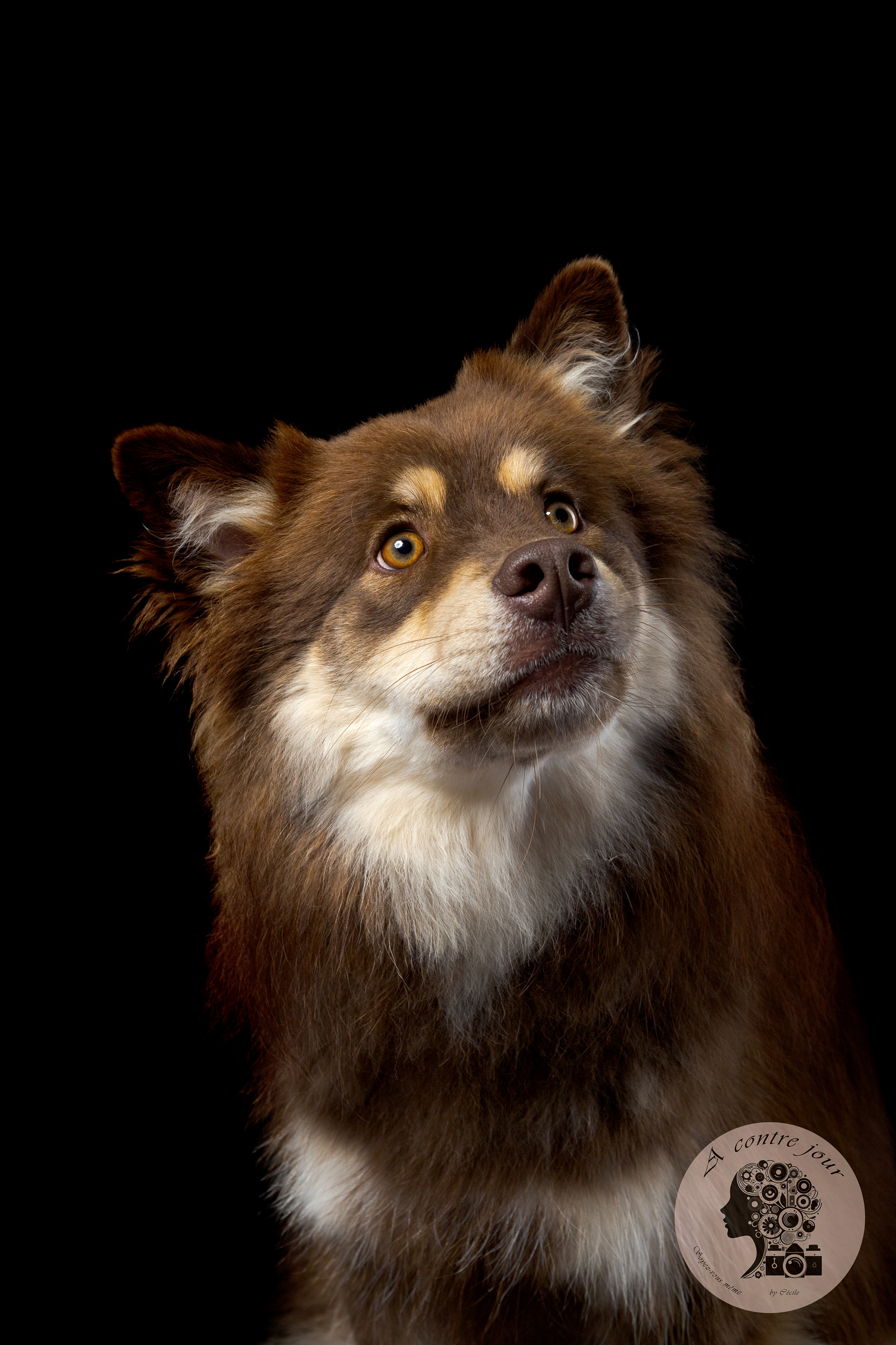Un chien en studio
