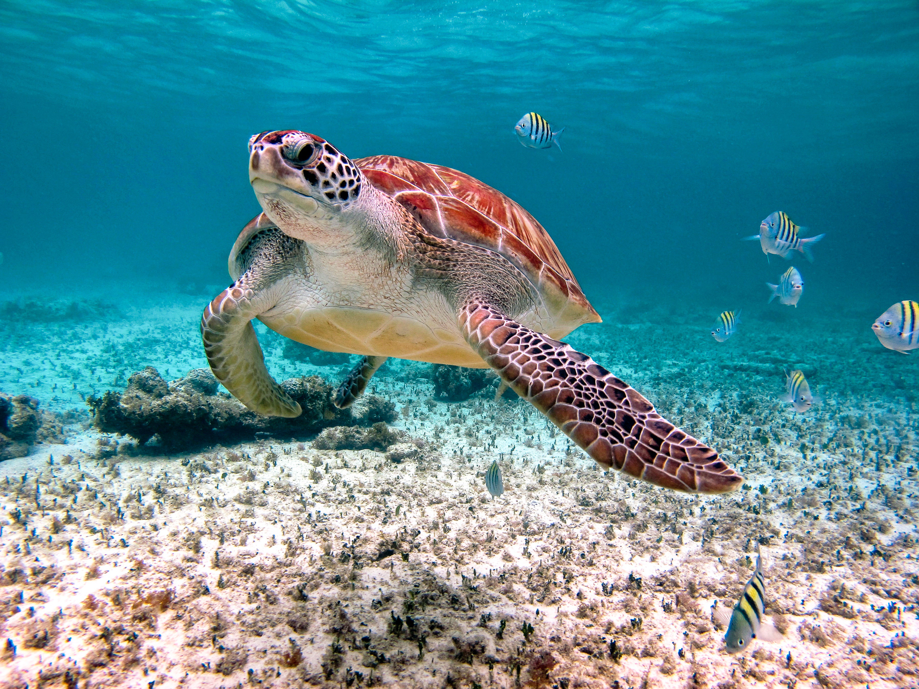 Photo réalisée au Mexique en tant que photographe aquatique