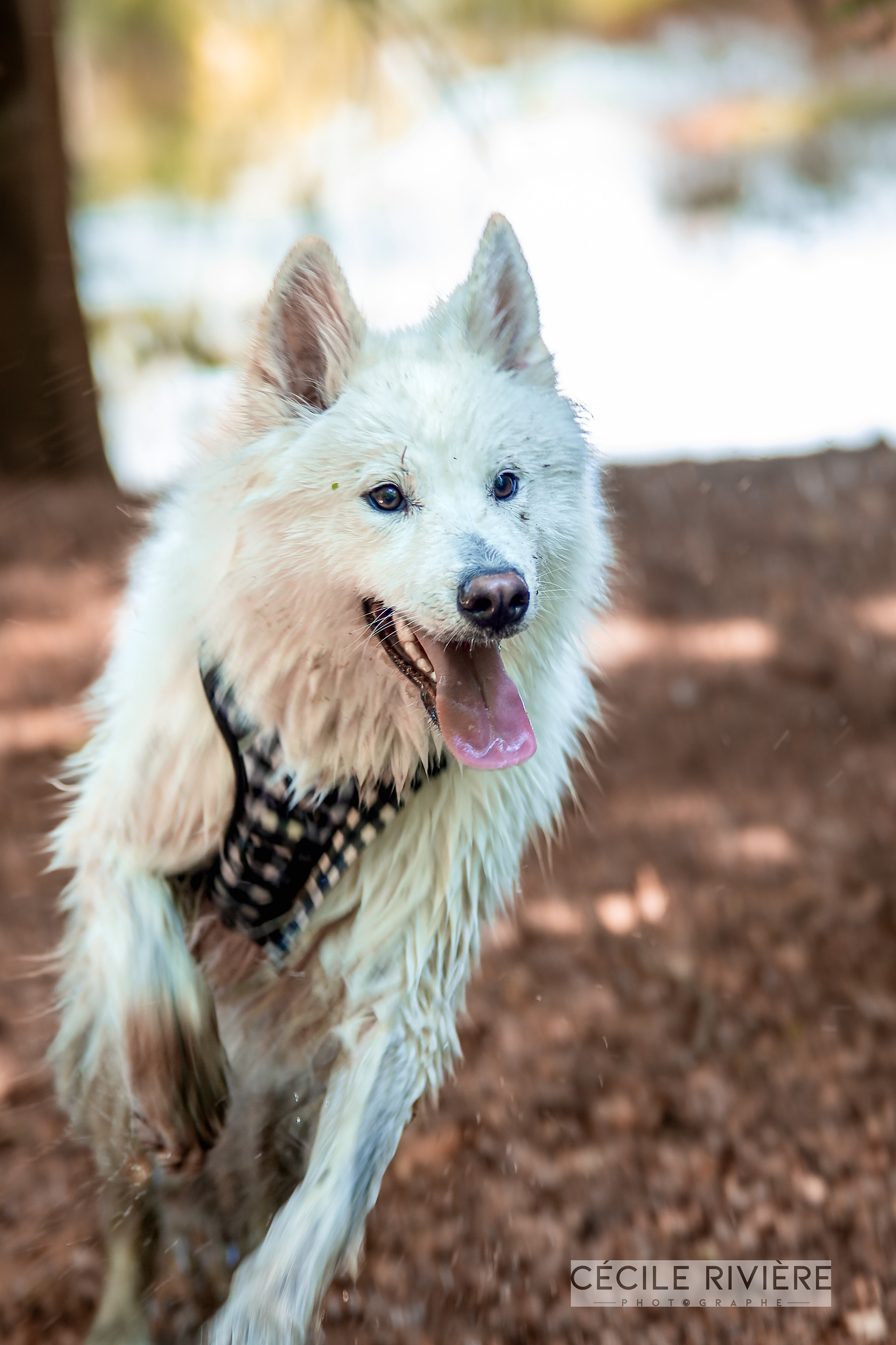 Le chien fou aussi
