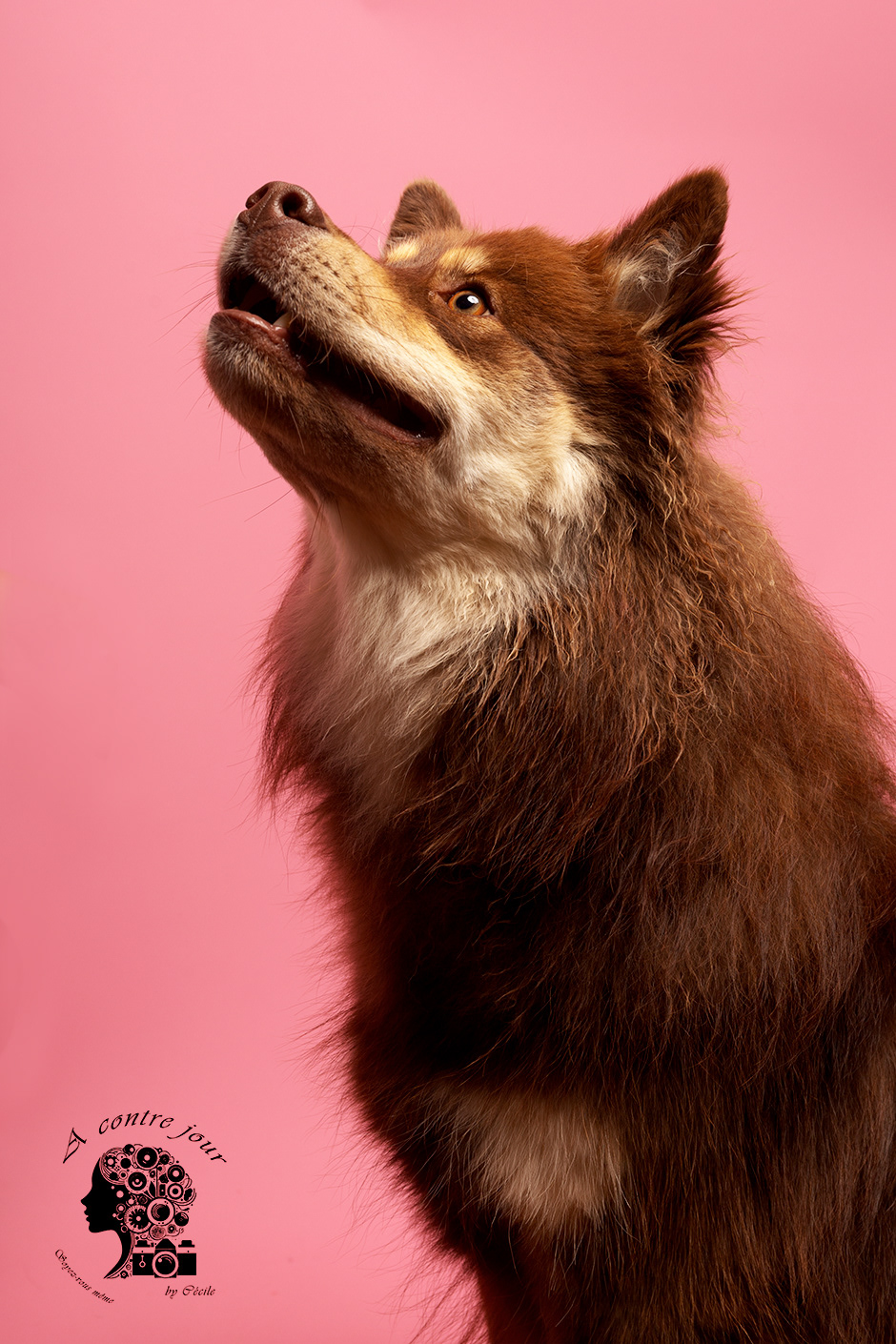 Le chien fou