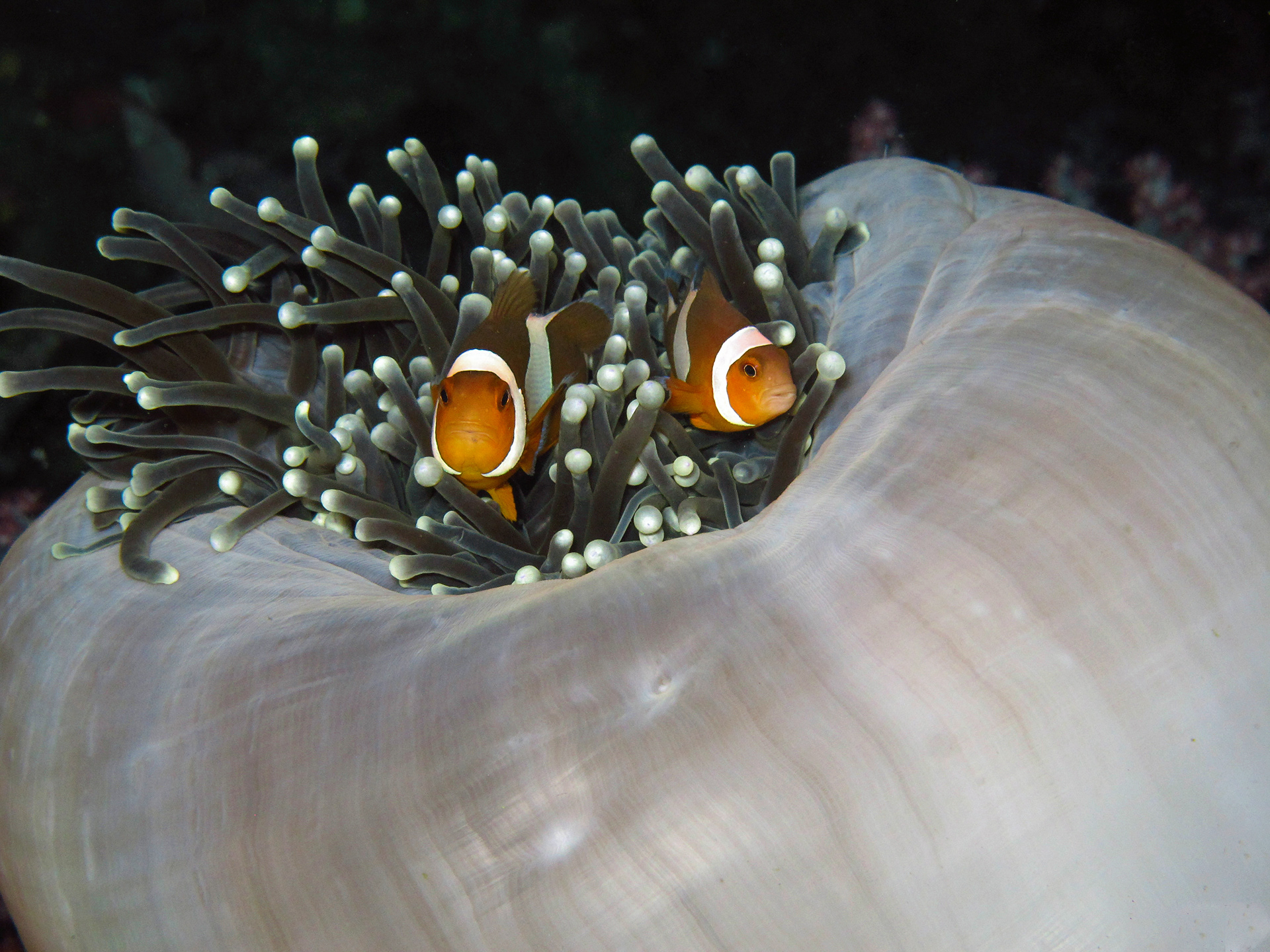 Marlin et Némo en Thailande en tant qu'instructeur de photographie aquatique