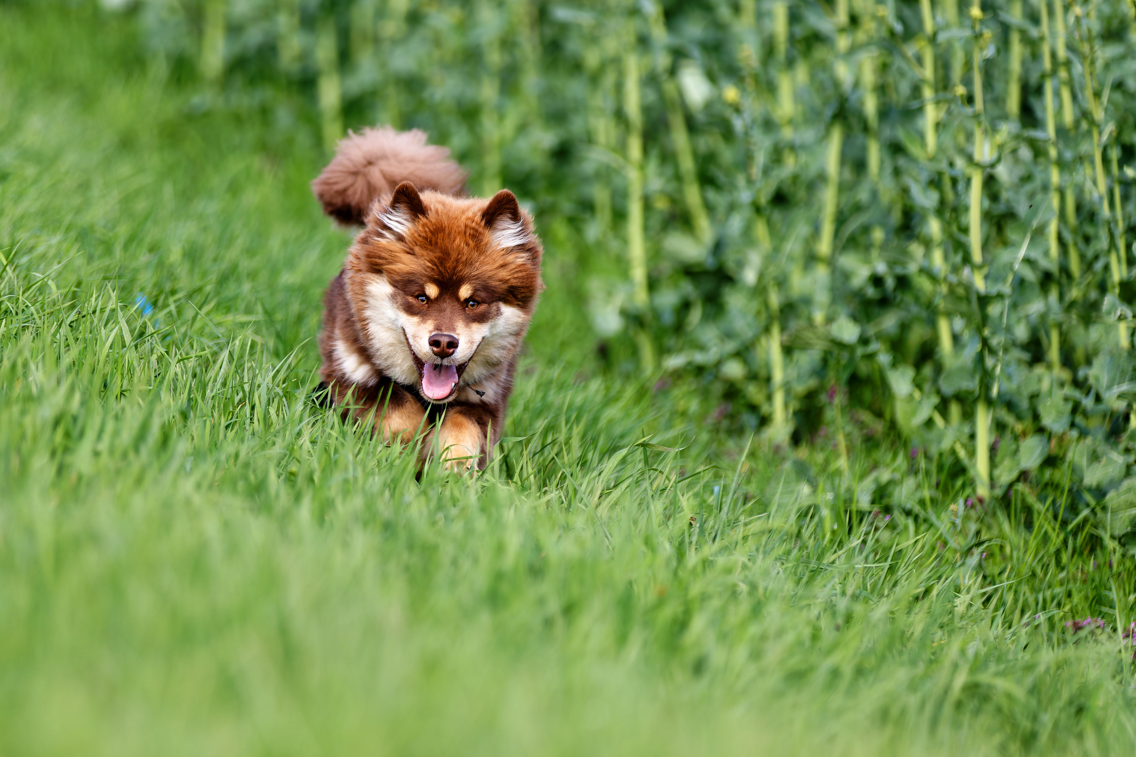Un chiot cours en extérieur