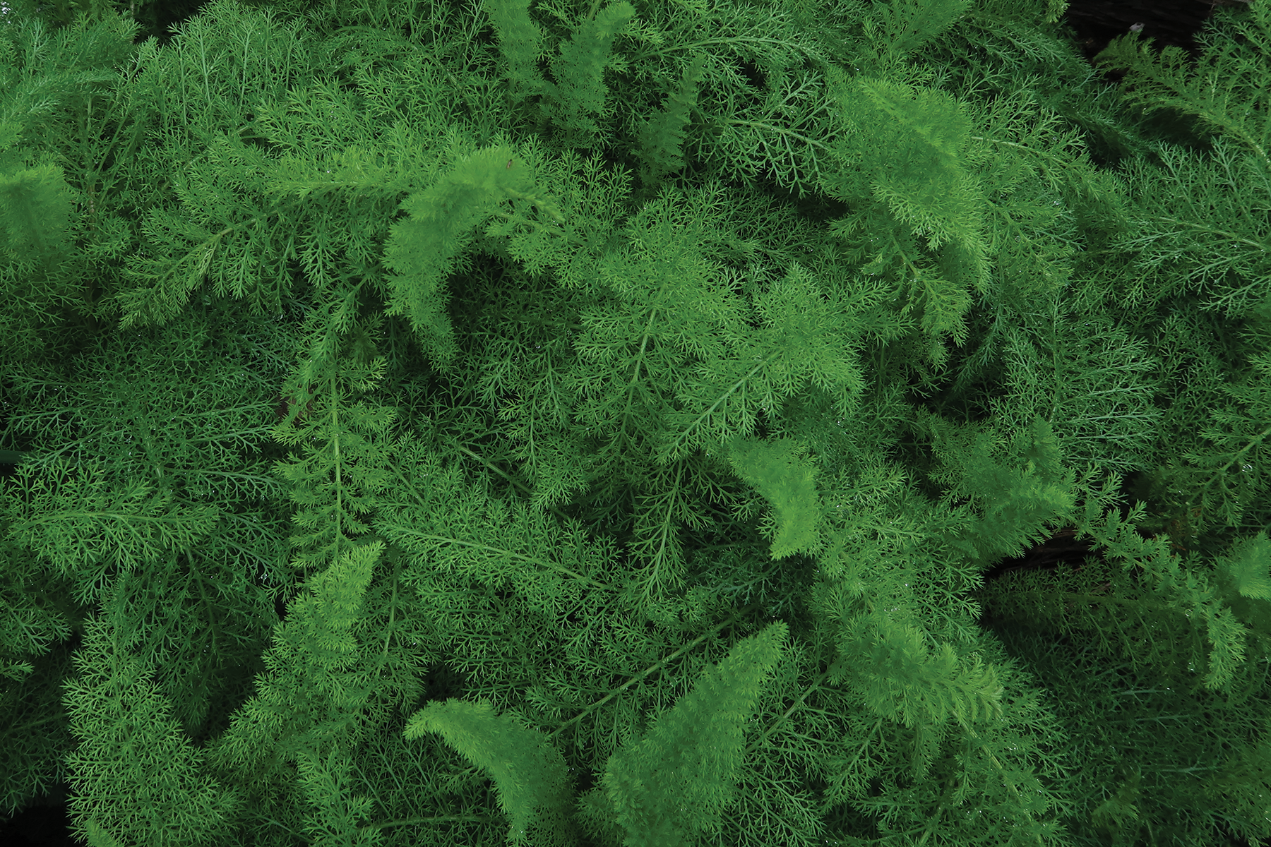 Yarrow, 2024, digital photograph, Burden Museum & Gardens