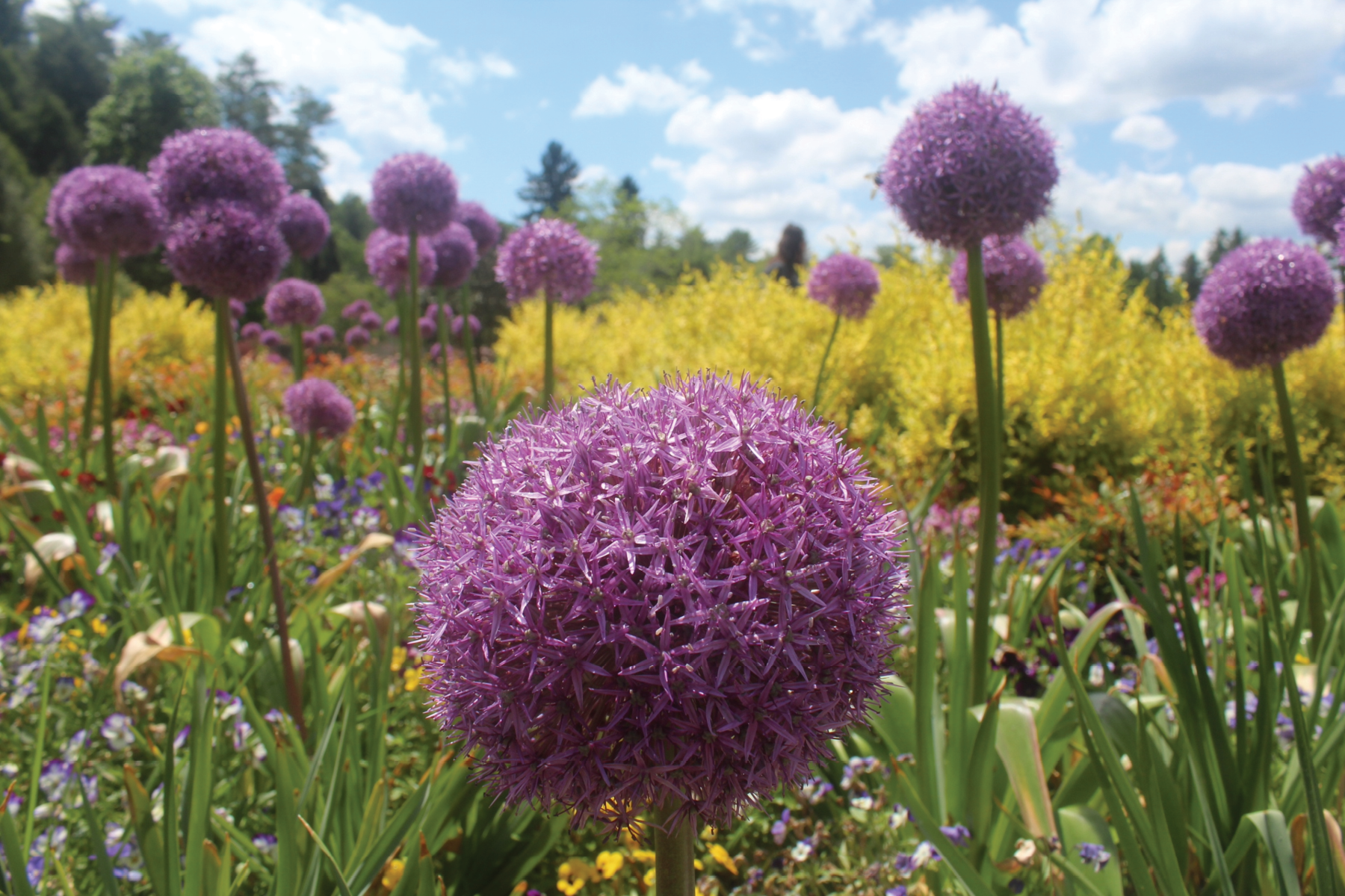 Growth, 2021, digital photograph, Tennessee