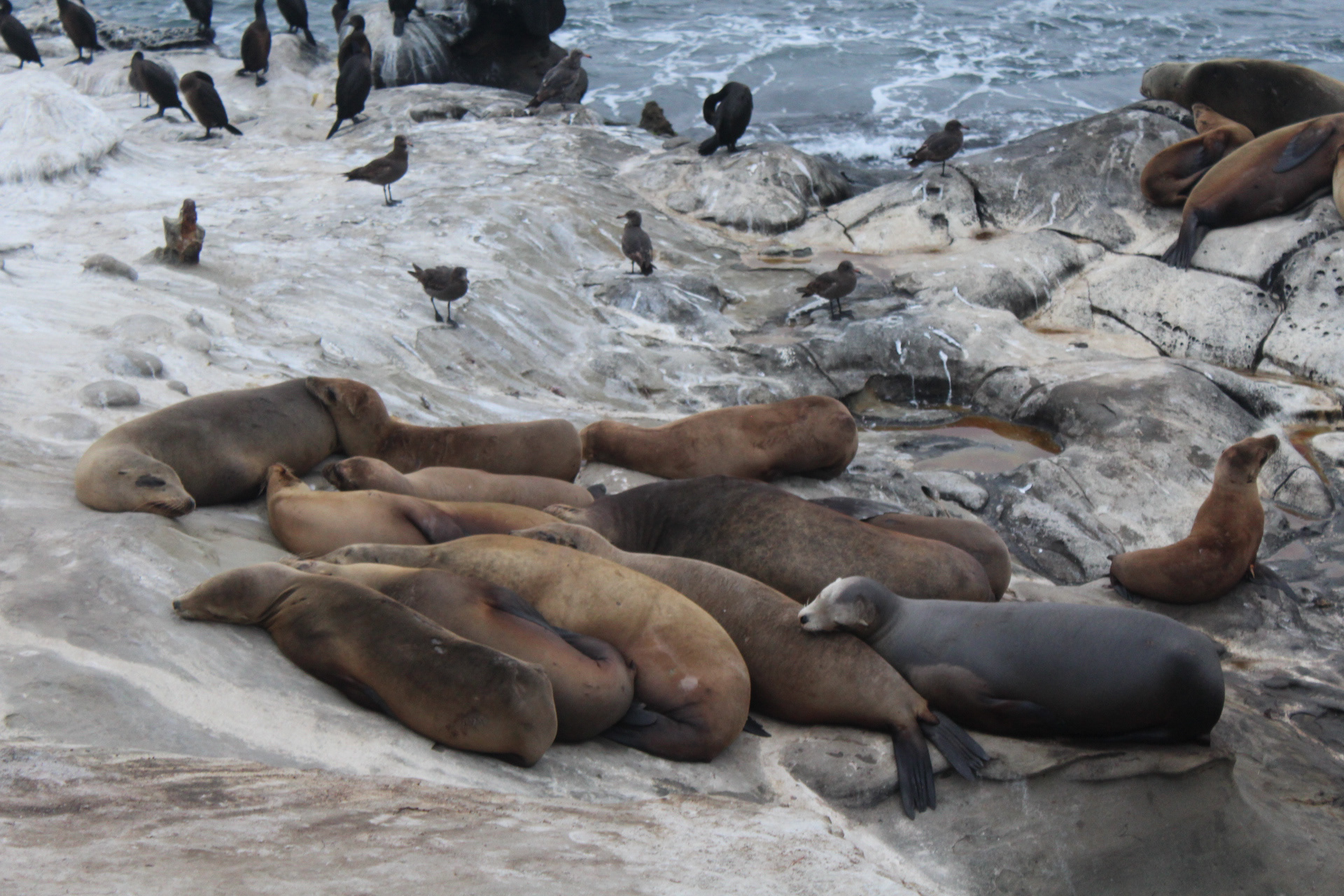 Sea Lions, 2021, digital photograph, California