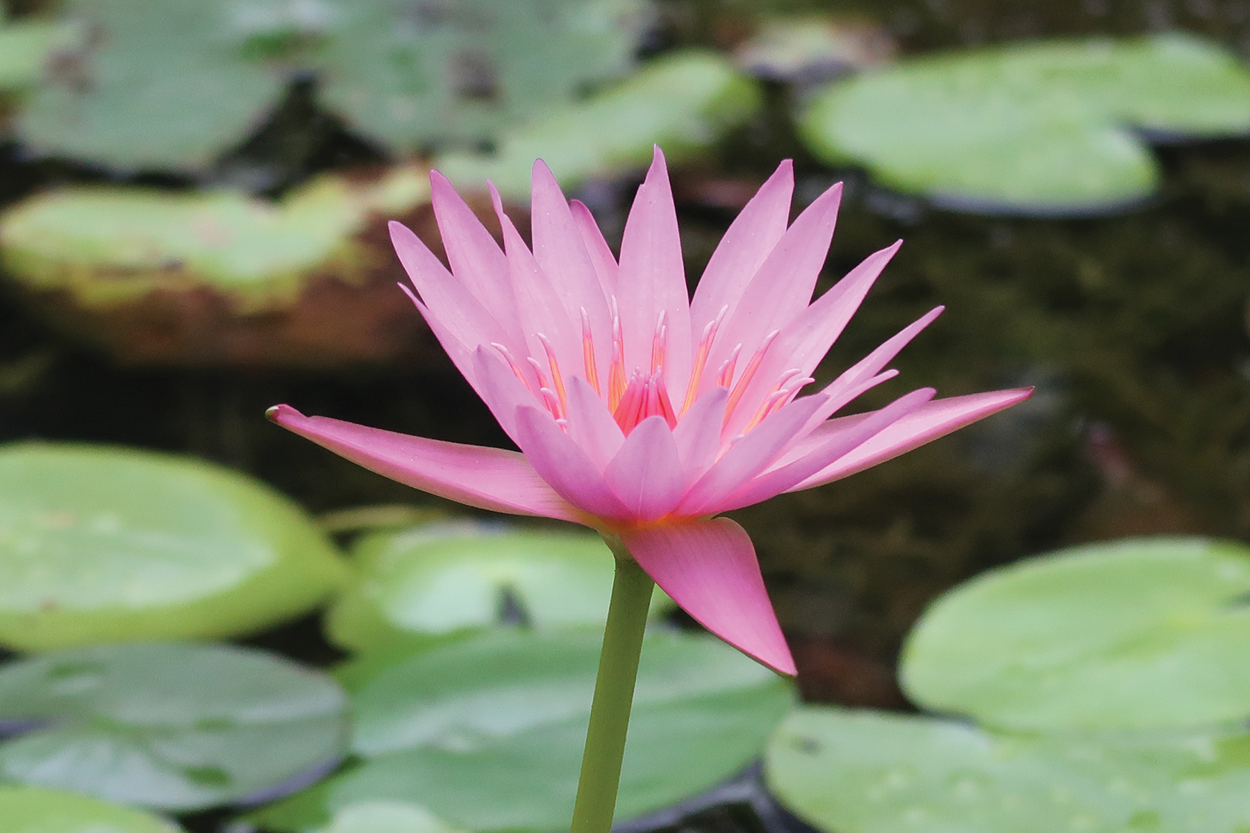 Pink Lotus, 2024, digital photograph, Burden Museum & Gardens