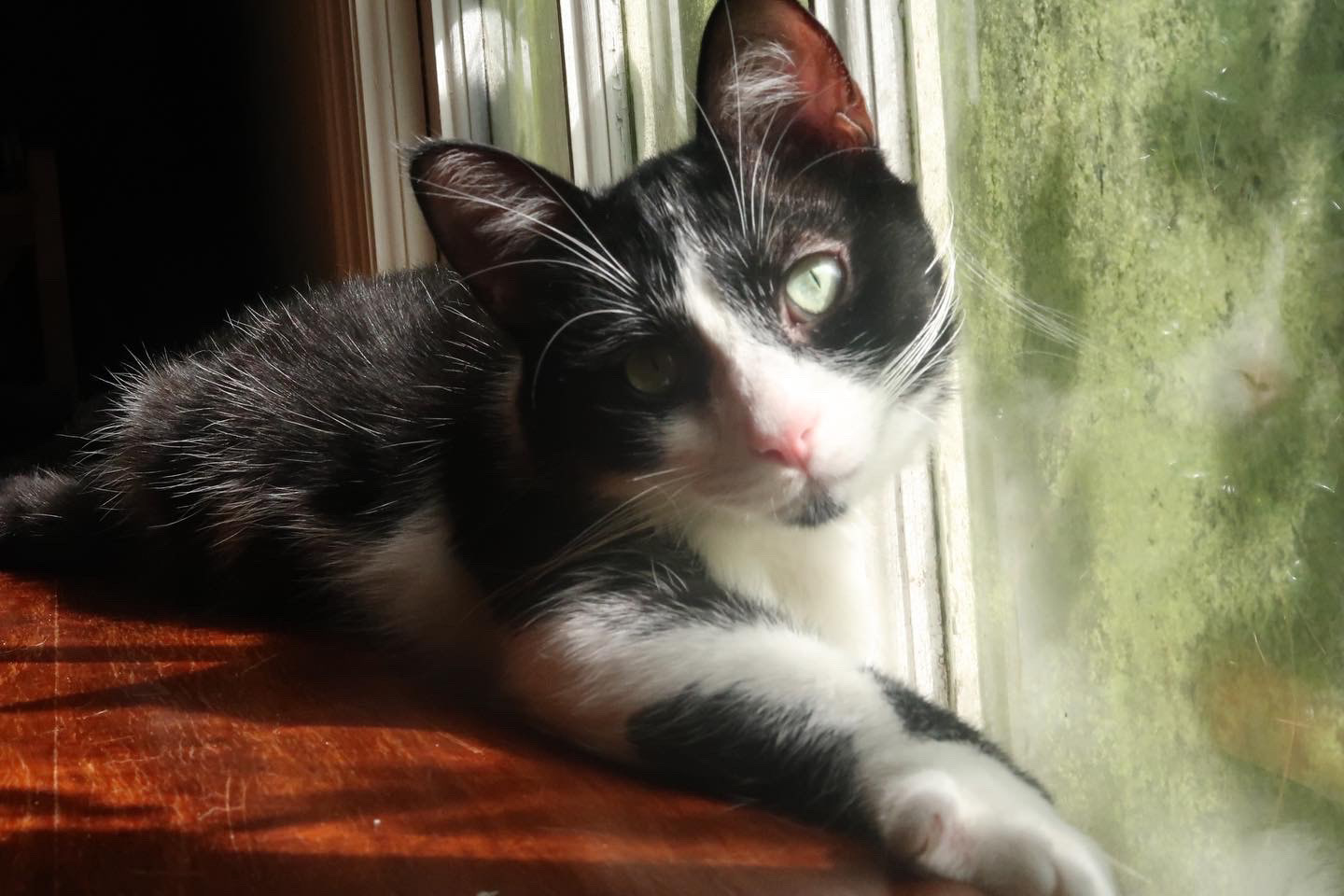 Robin, 2022, digital photograph