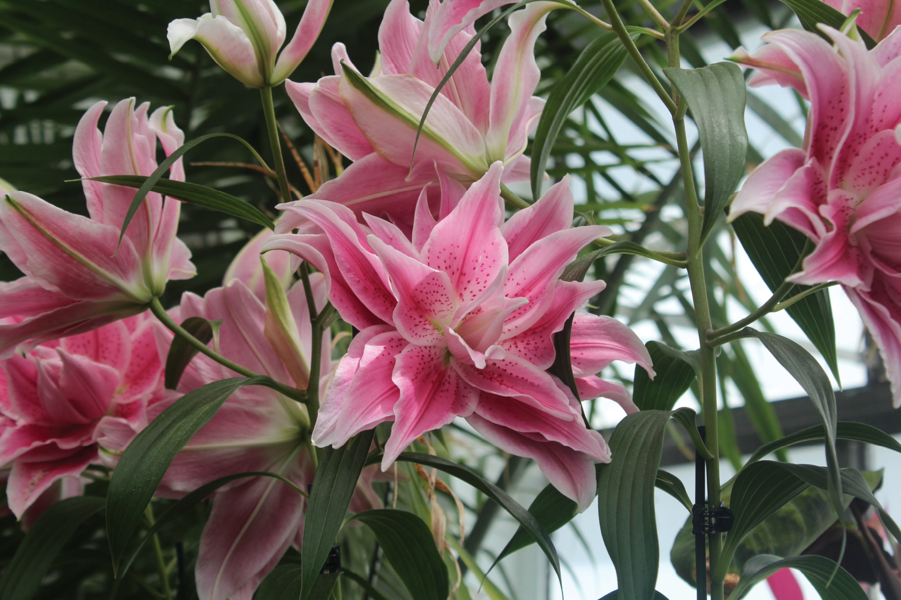 Blooms, 2021, digital photograph, Tennessee