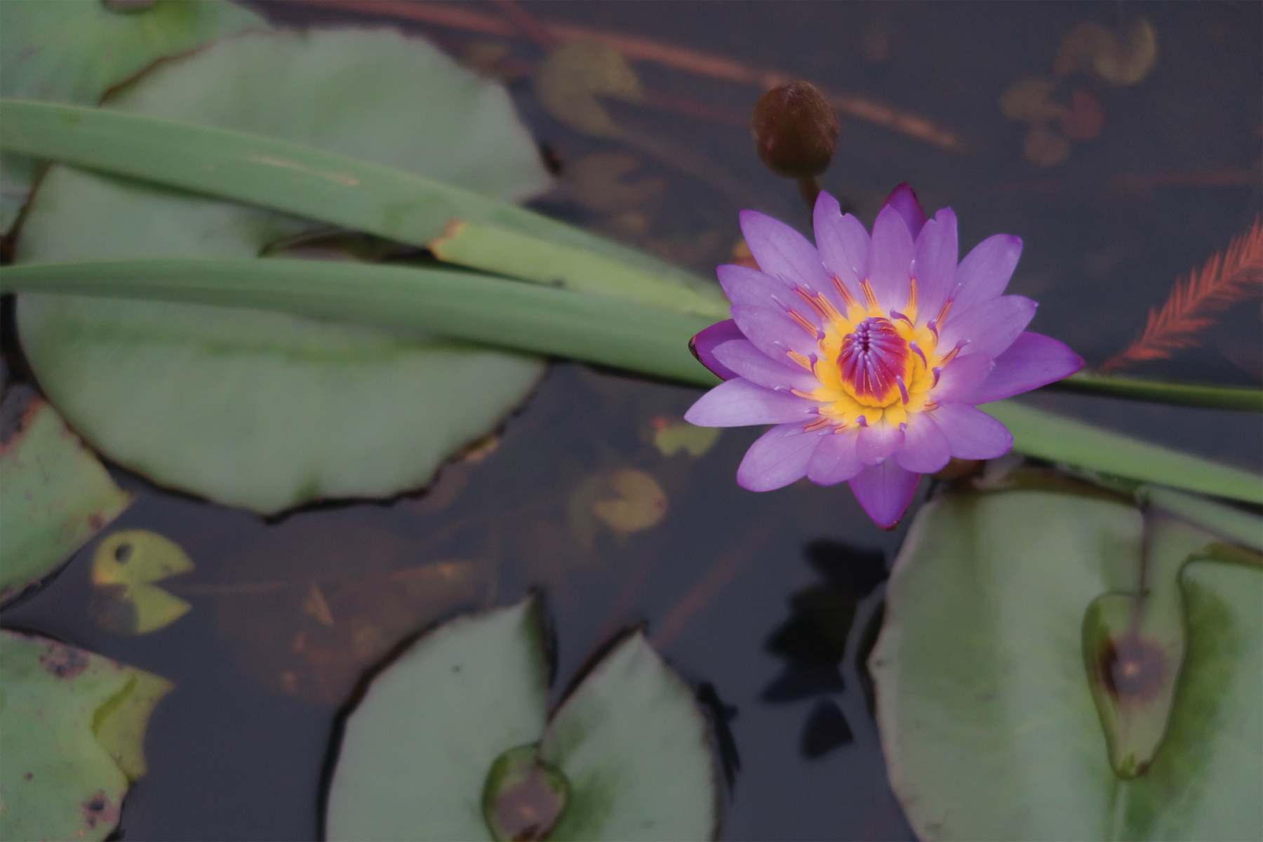 Purple Lotus, 2024, digital photograph, Burden Museum & Gardens