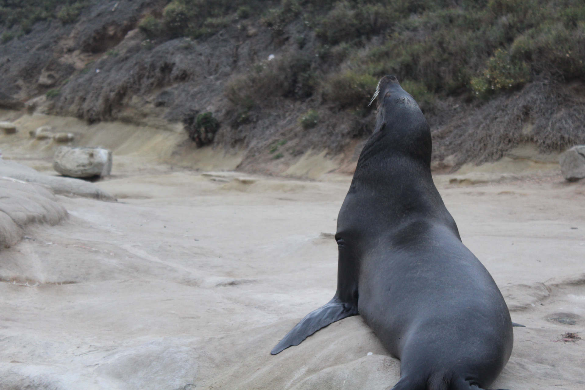 Sea Lion (1), 2021, digital photograph, California