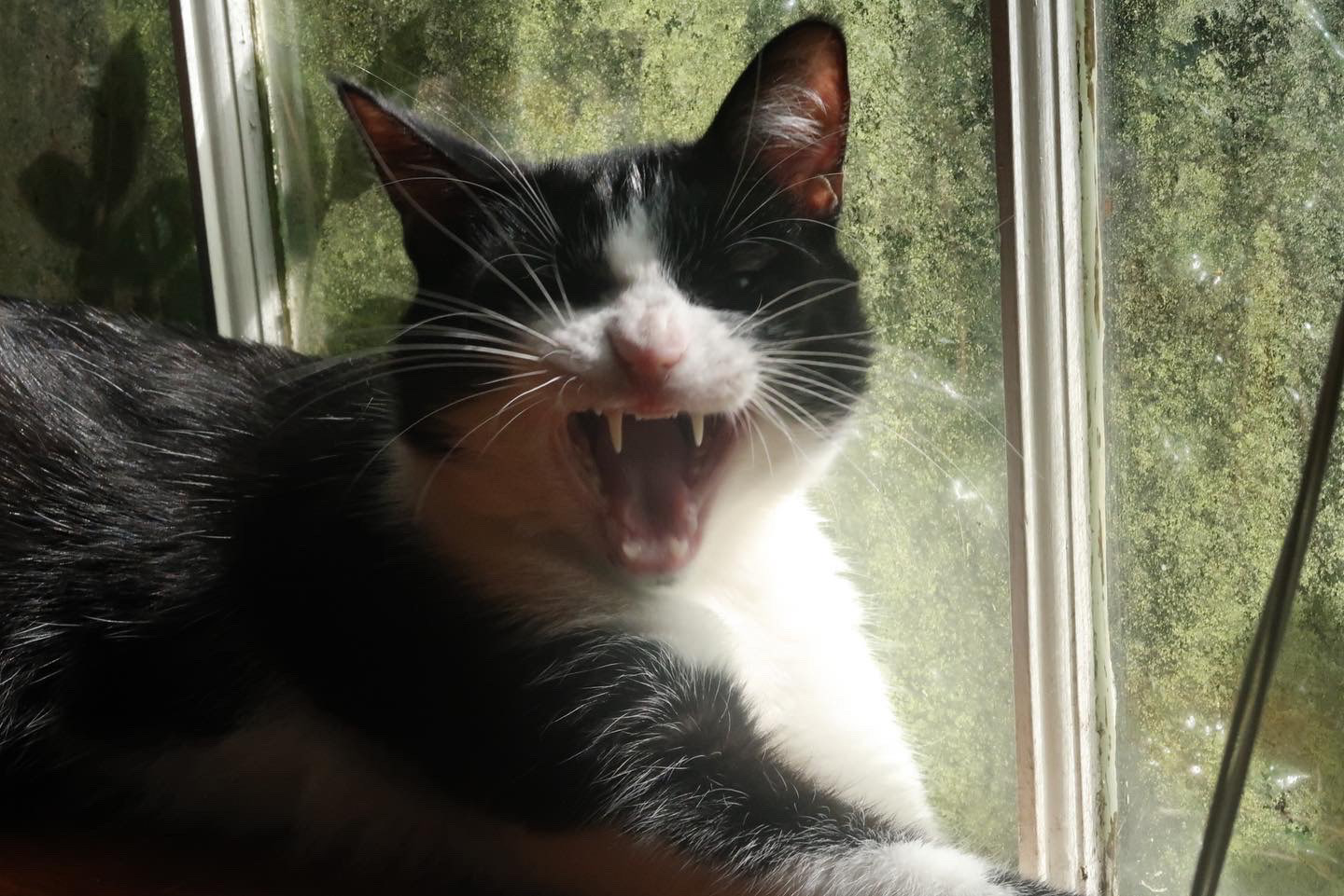 Robin (2), 2022, digital photograph