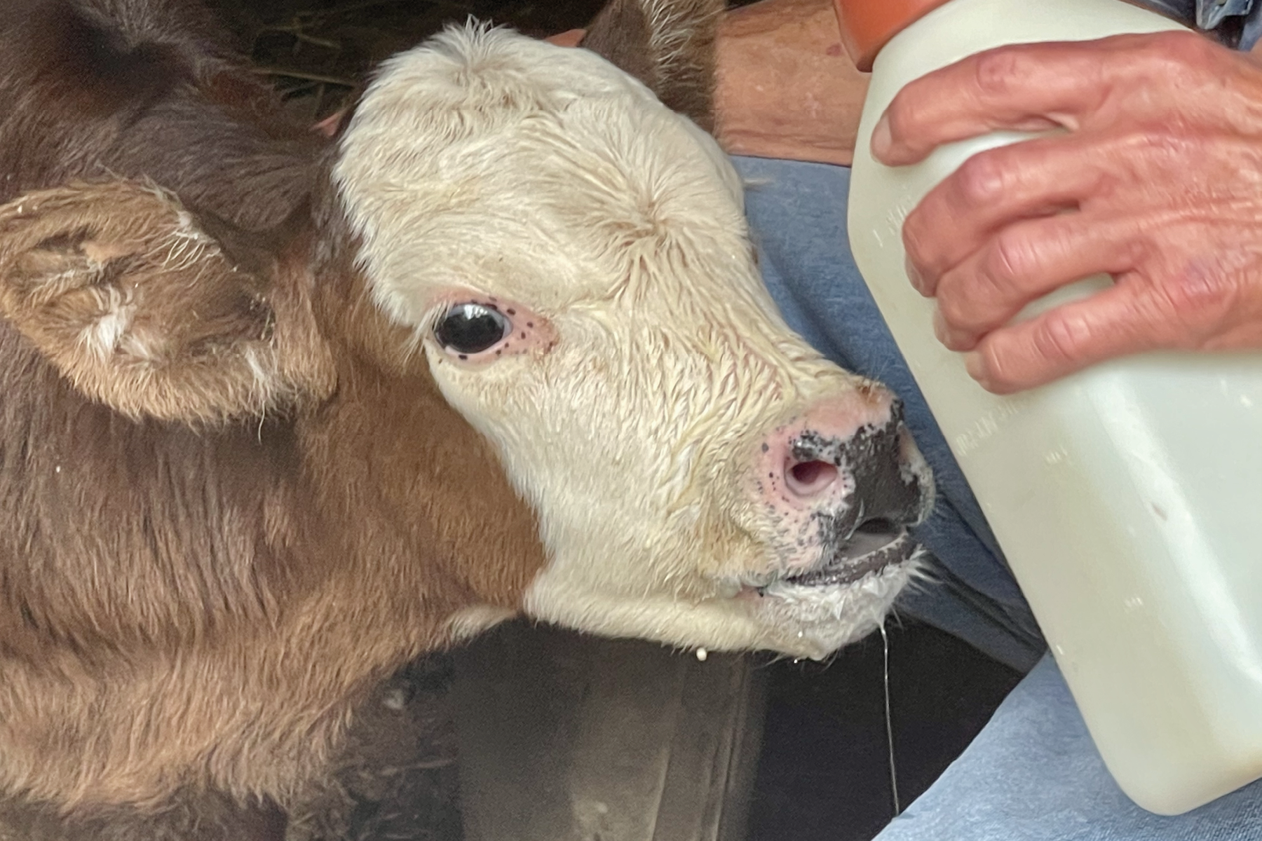 Calf, 2022, digital photograph, Rayville, Louisiana