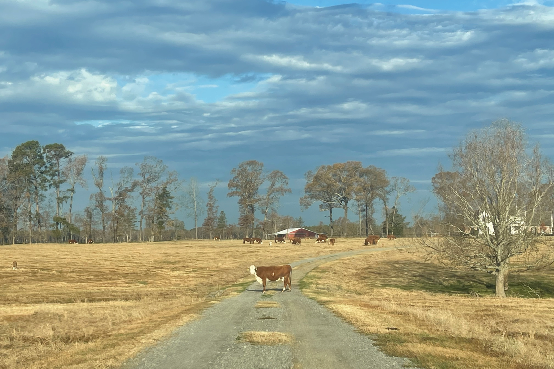 Roadblock, 2022, digital photograph, Rayville, Louisiana