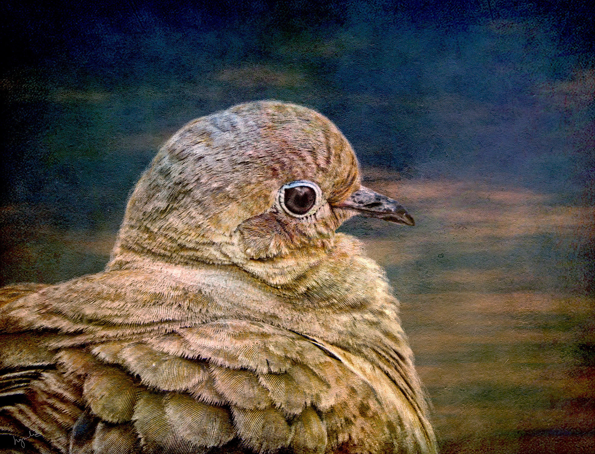 Dove
