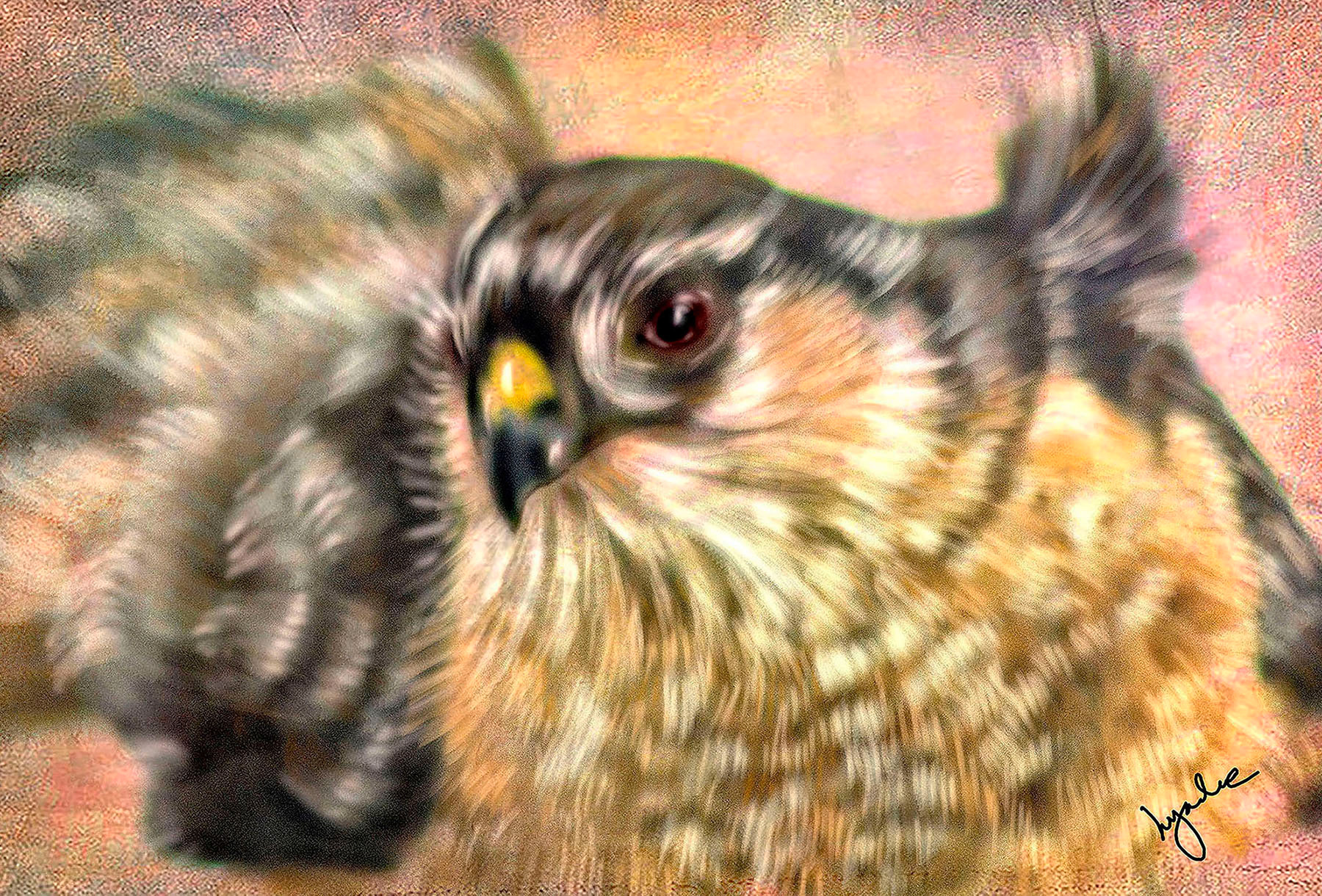 Hawk