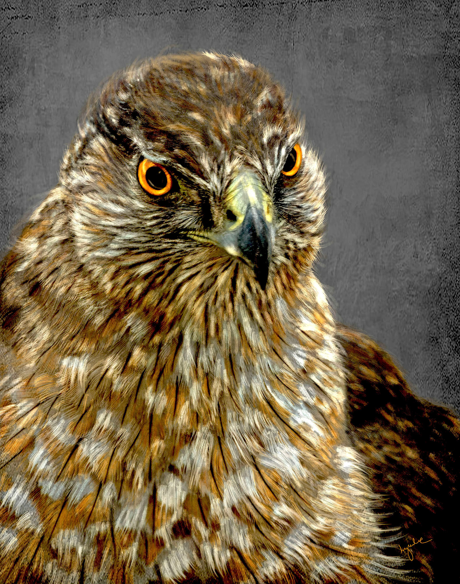 Cooper's Hawk